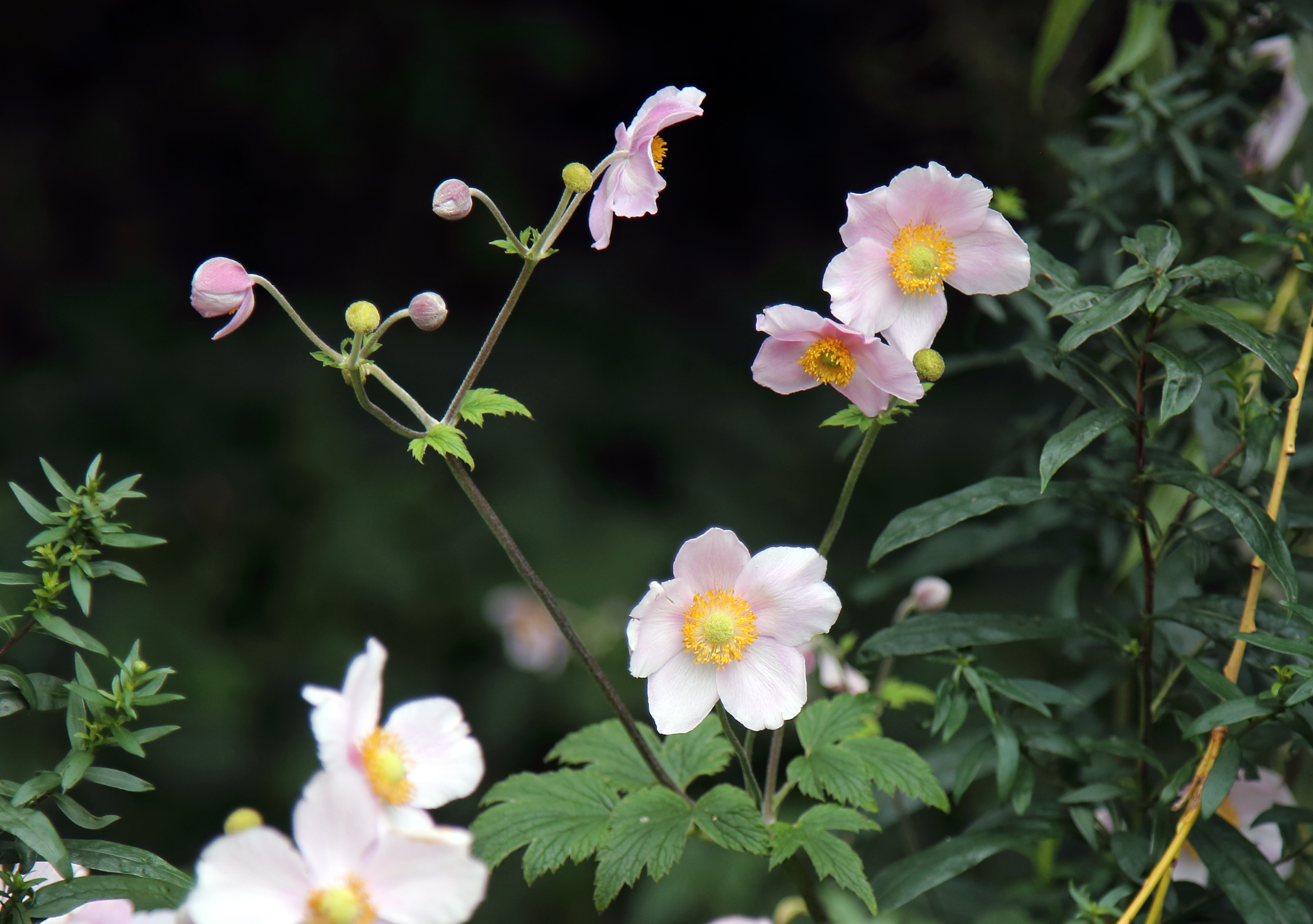 'Chinese anemone' at Clavering Essex England28