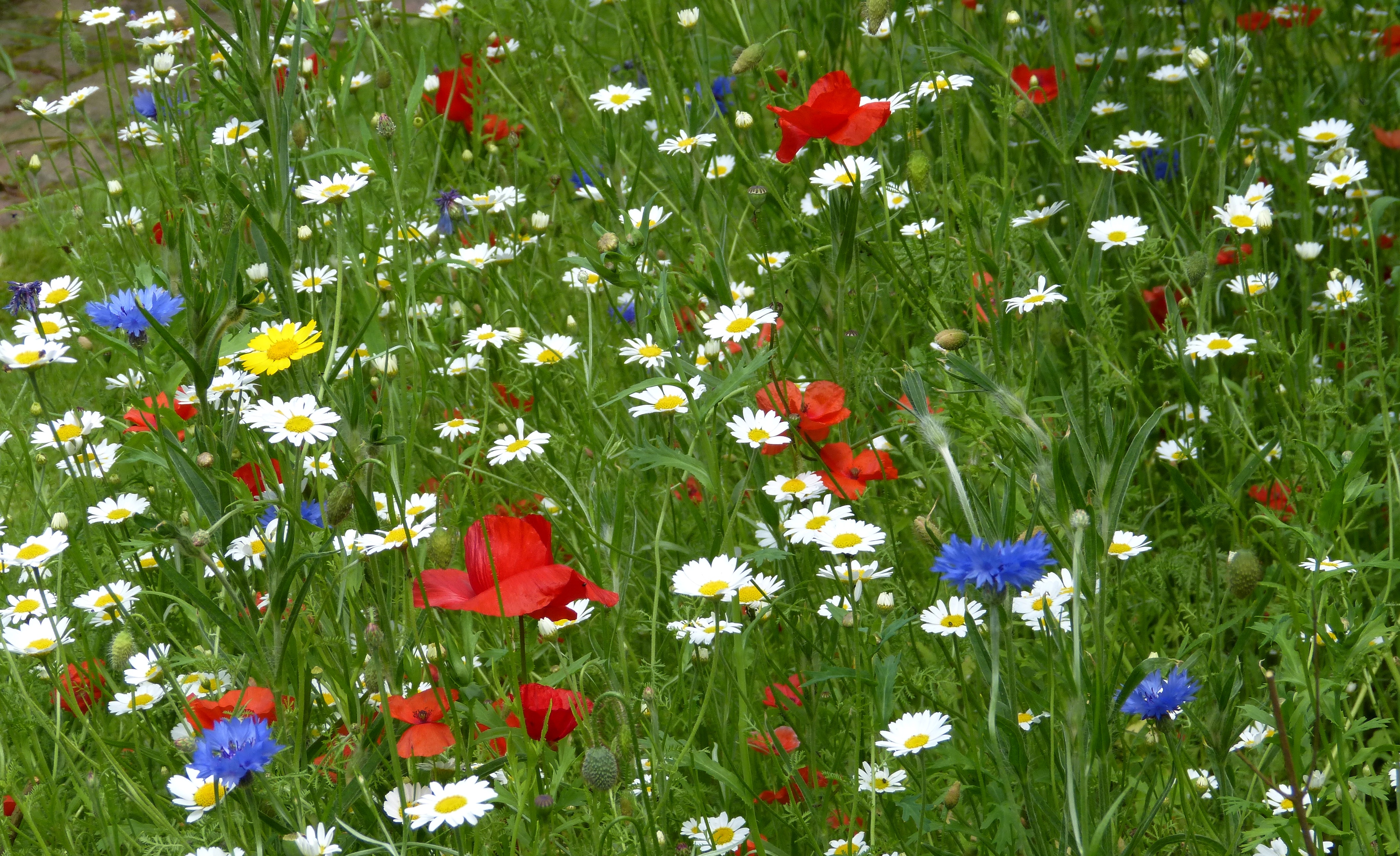 'Grow wild' Flower seeds - Flickr - gailhampshire