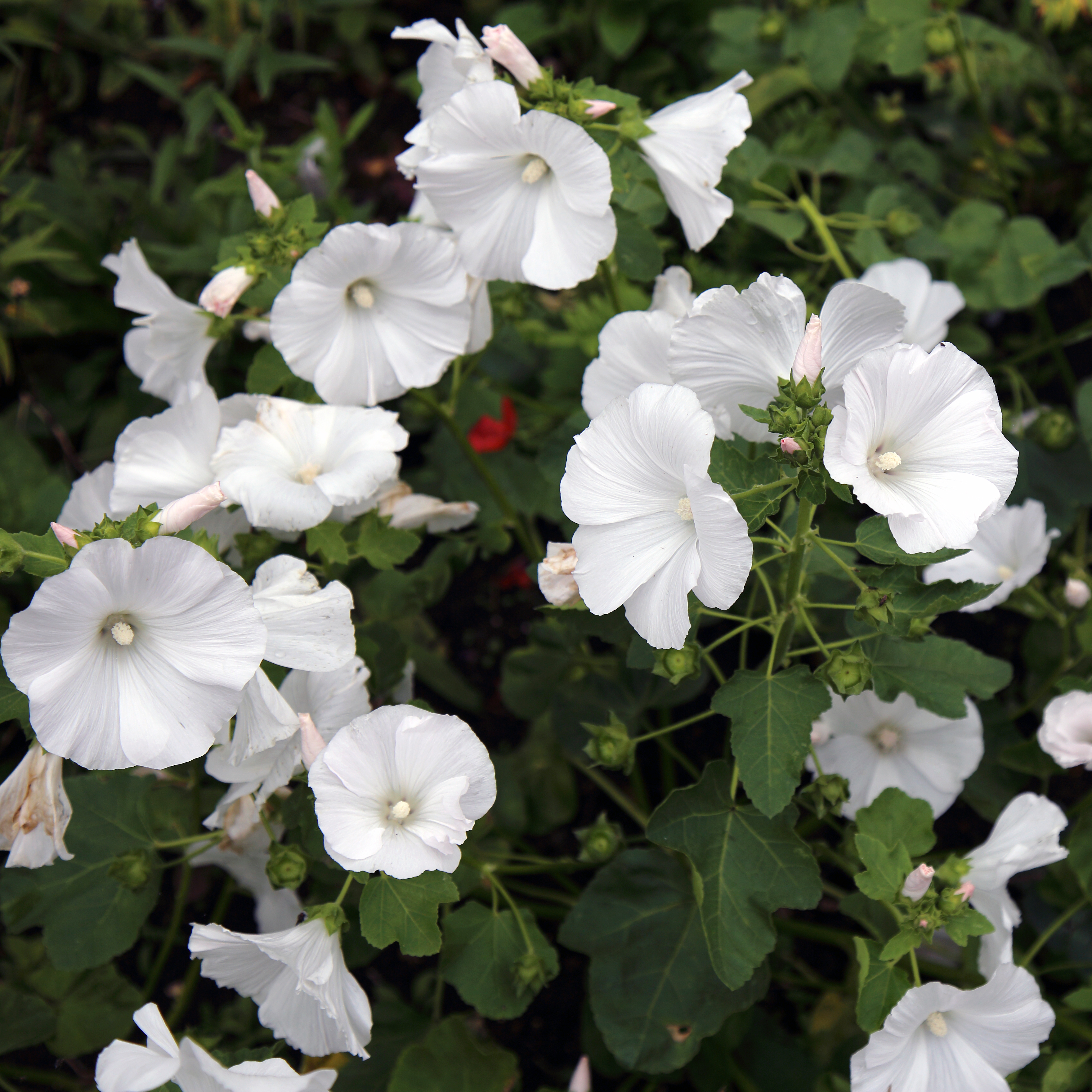 'Lavatera trimestris' Clavering Essex England 2