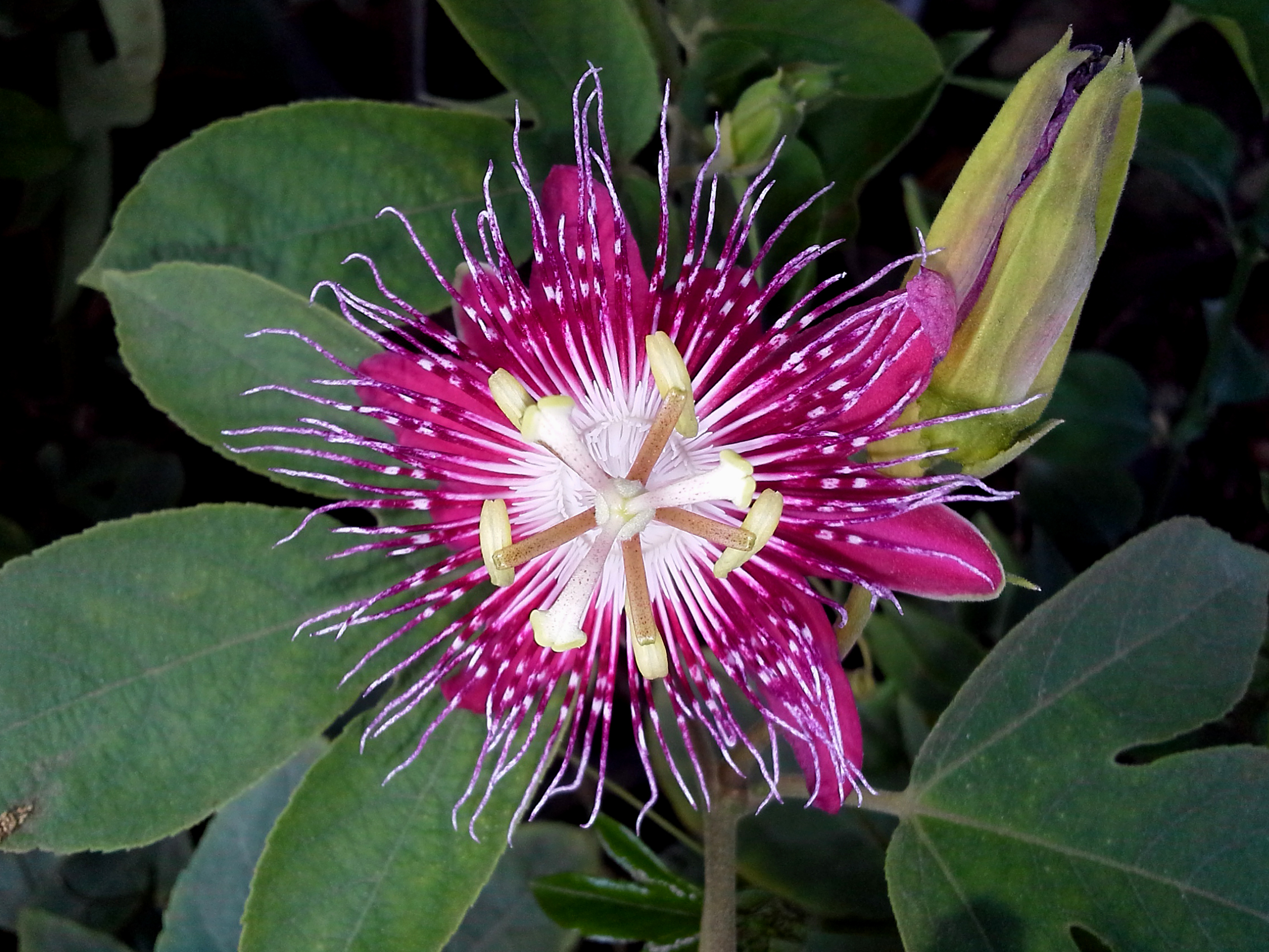 (Passiflora × belottii) cultivator Rakhi flower closeup at Nizampet 01