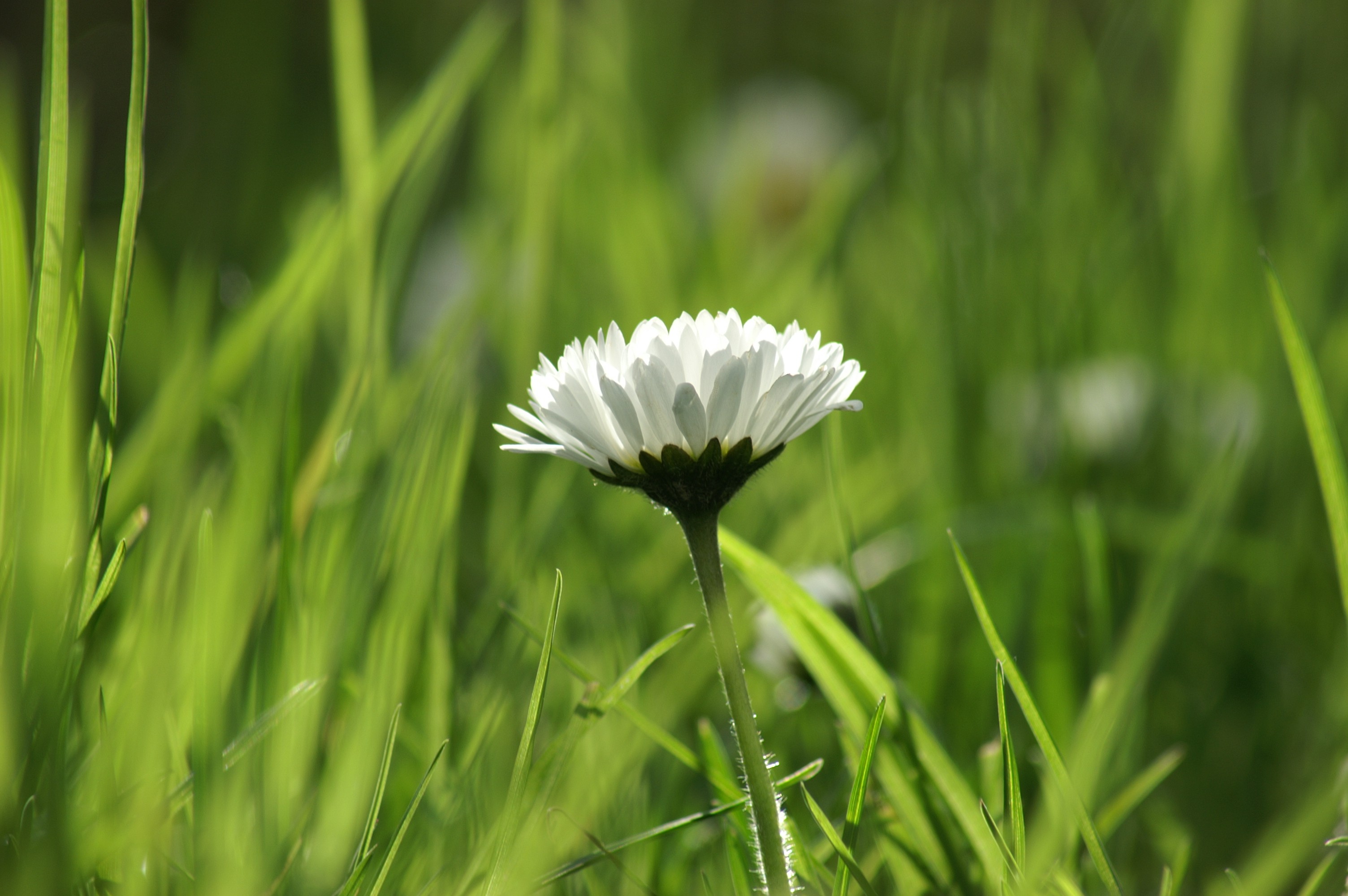 A Gaenseblume