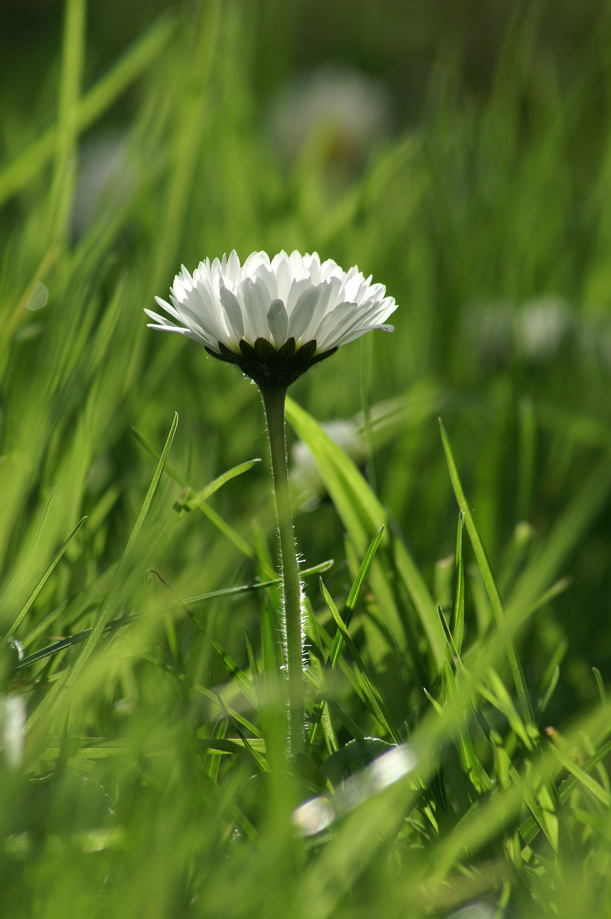 A Gaenseblume1