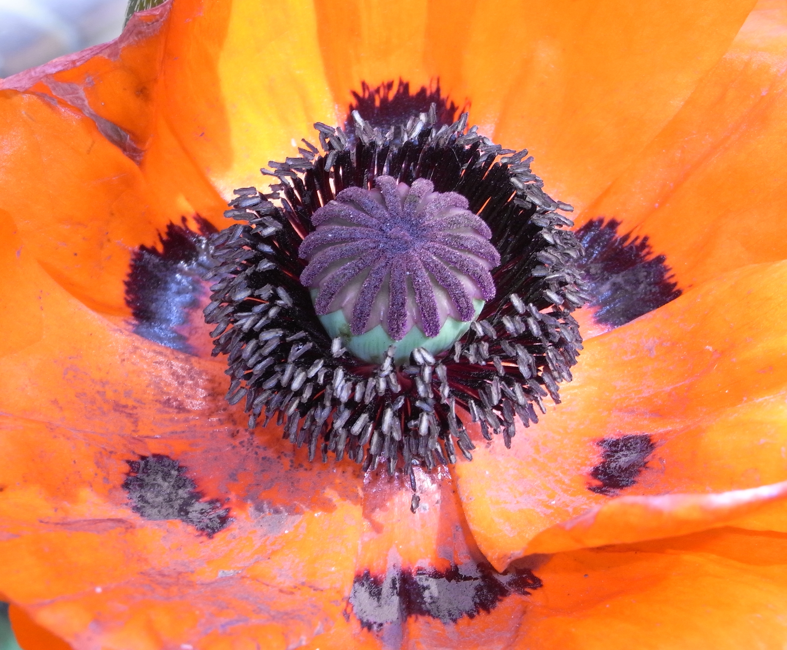 A mohn inside