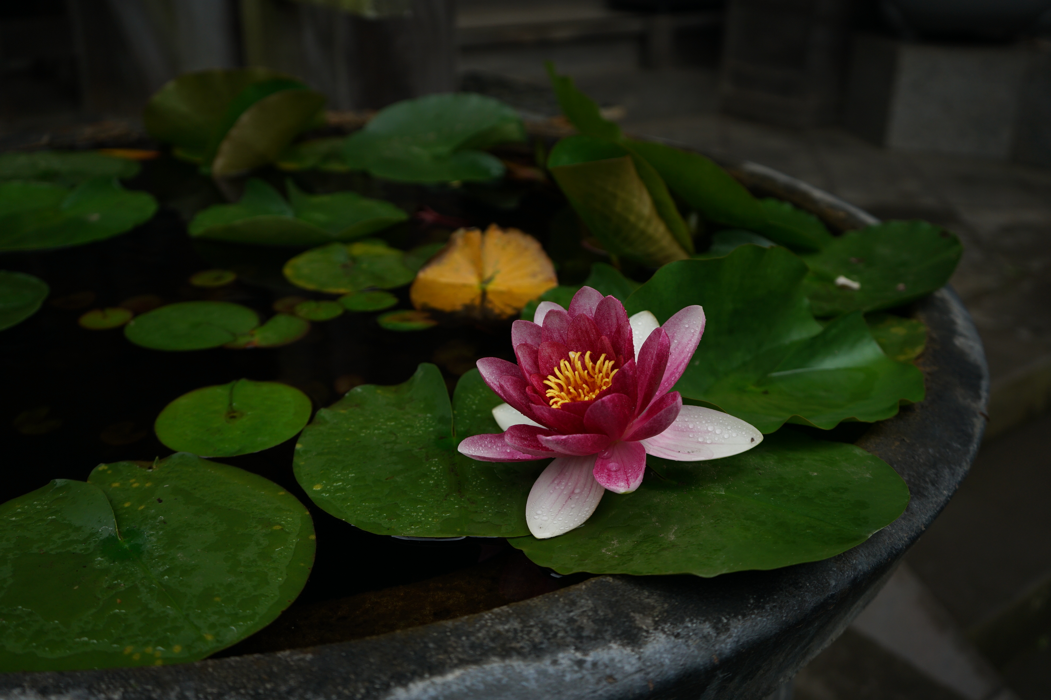 A waterlily after rain