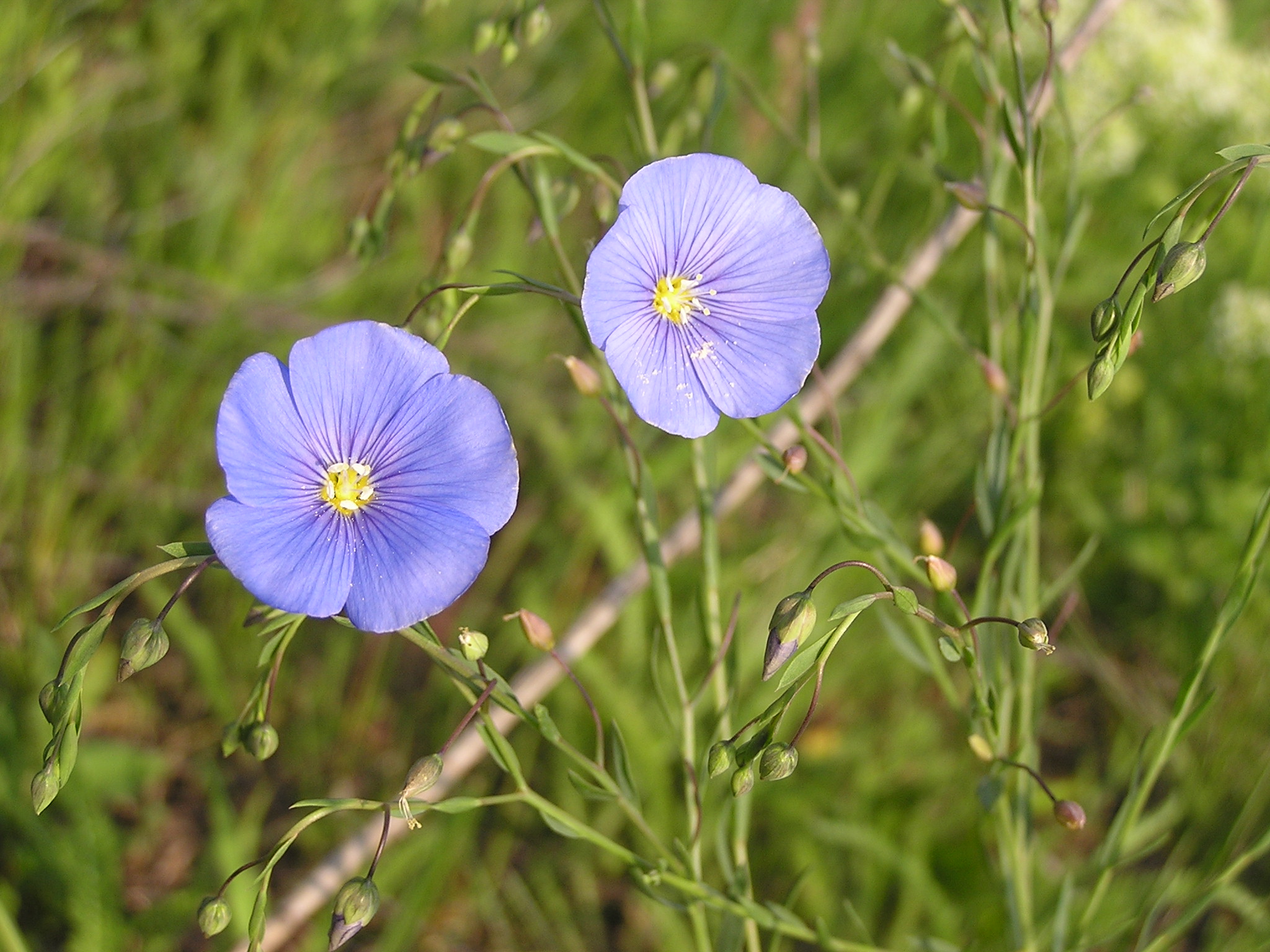 Ab plant 52