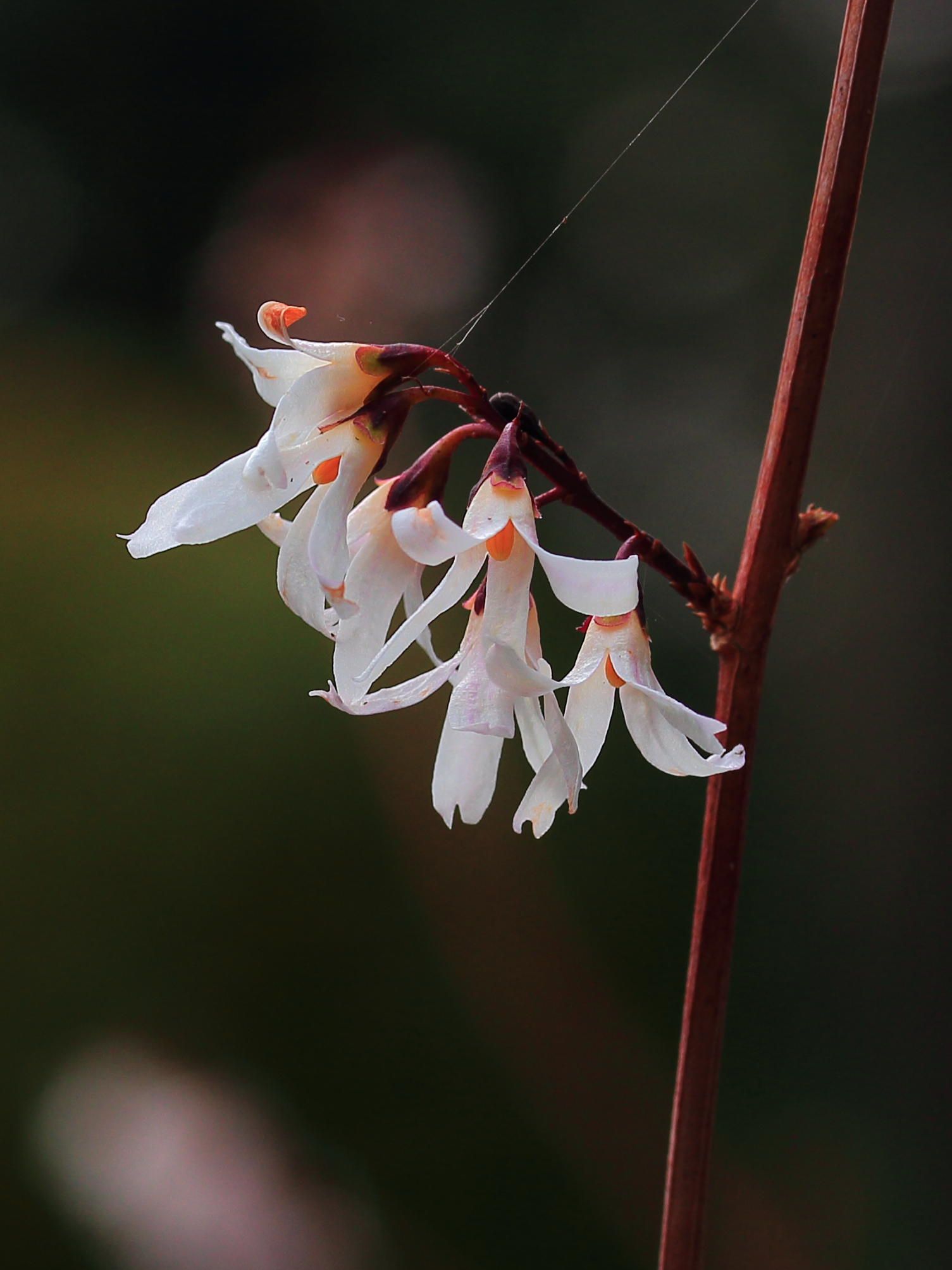 Abeliophyllum distichum 03
