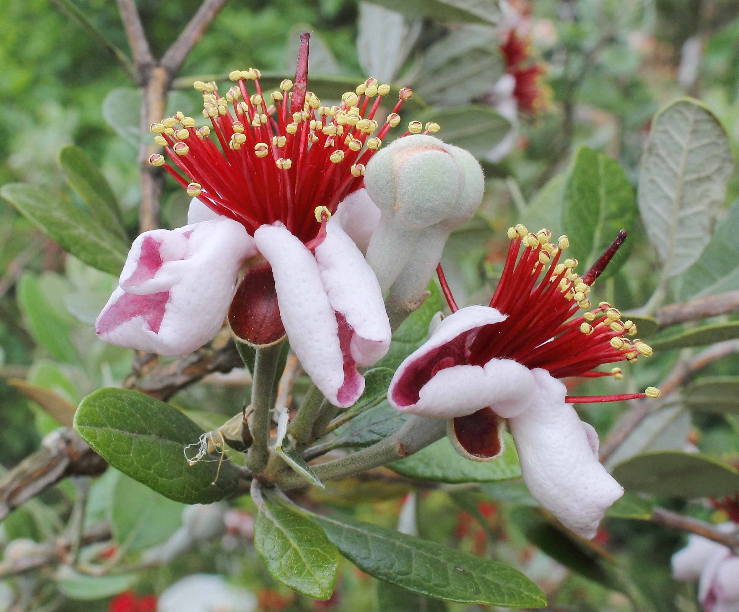 Acca sellowiana in my Garden