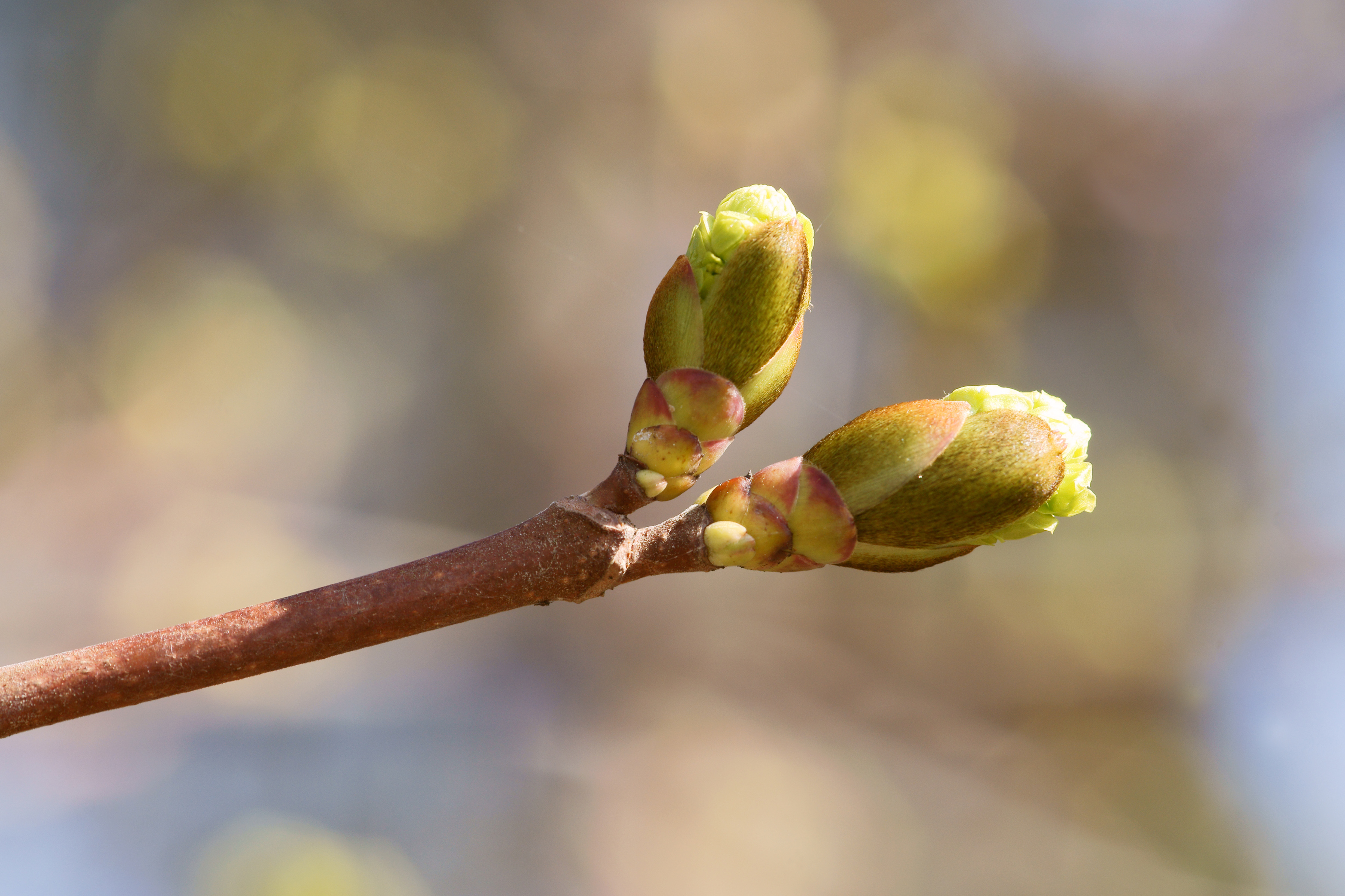 Acer platanoides spring 1