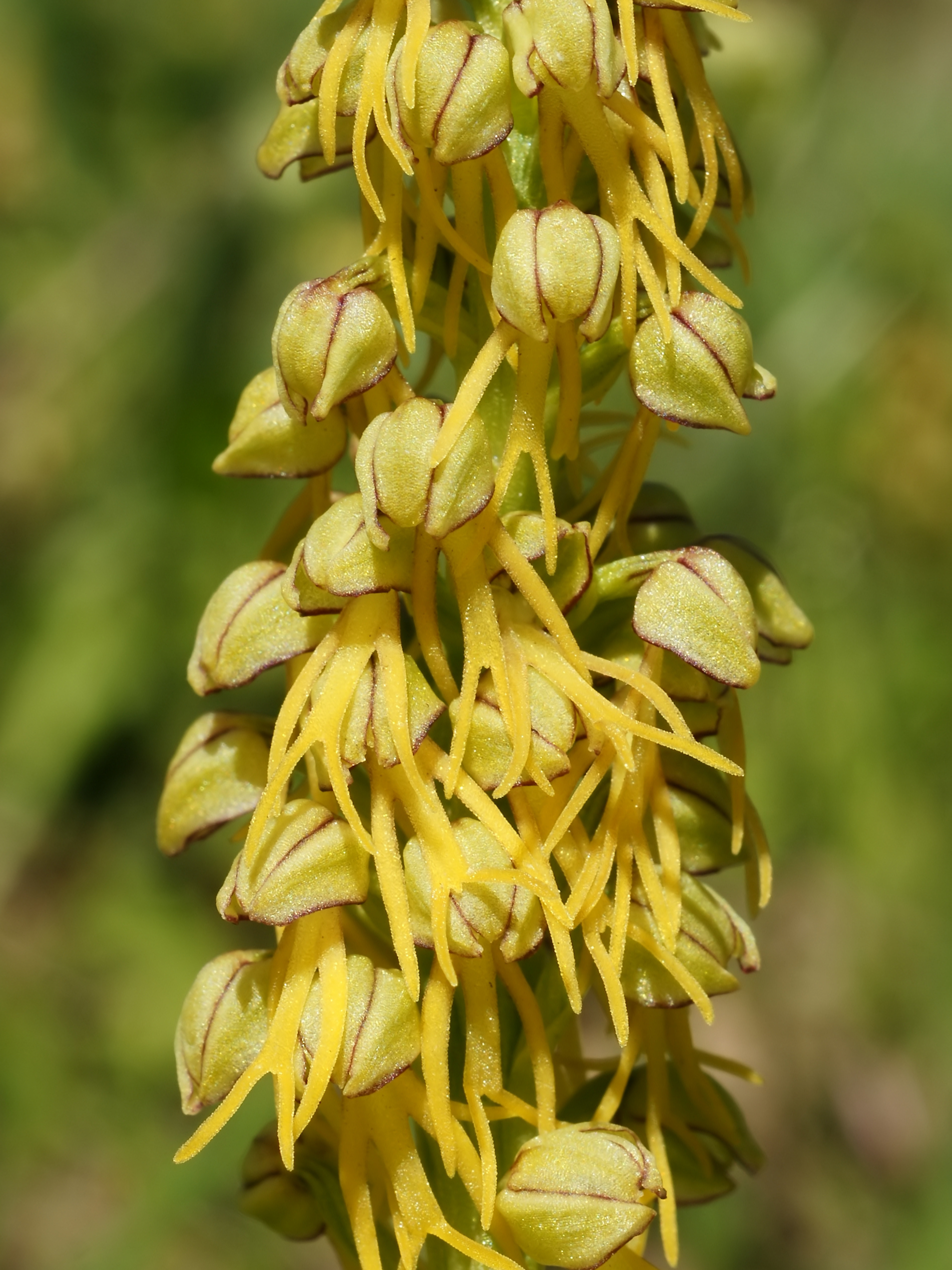 Aceras anthropophora (detail)