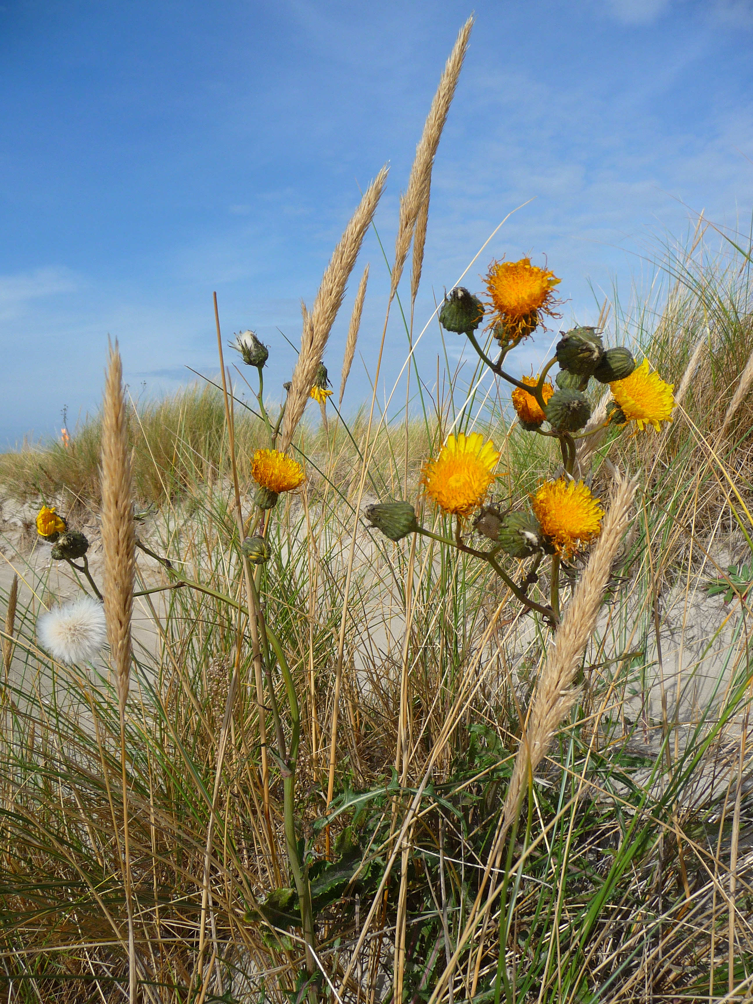Acker-Gänsedistel Strandhafer