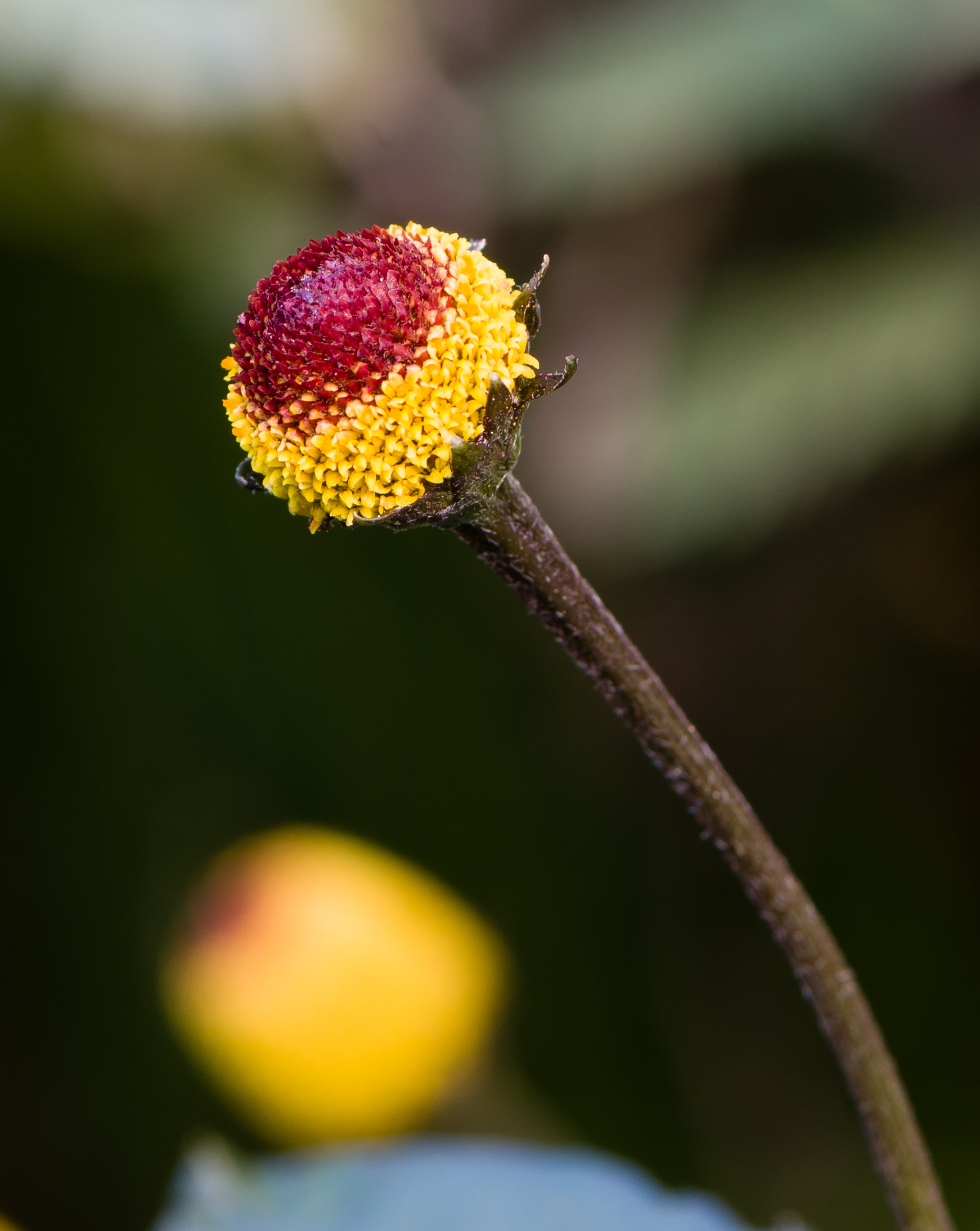 Acmella oleracea Grugapark