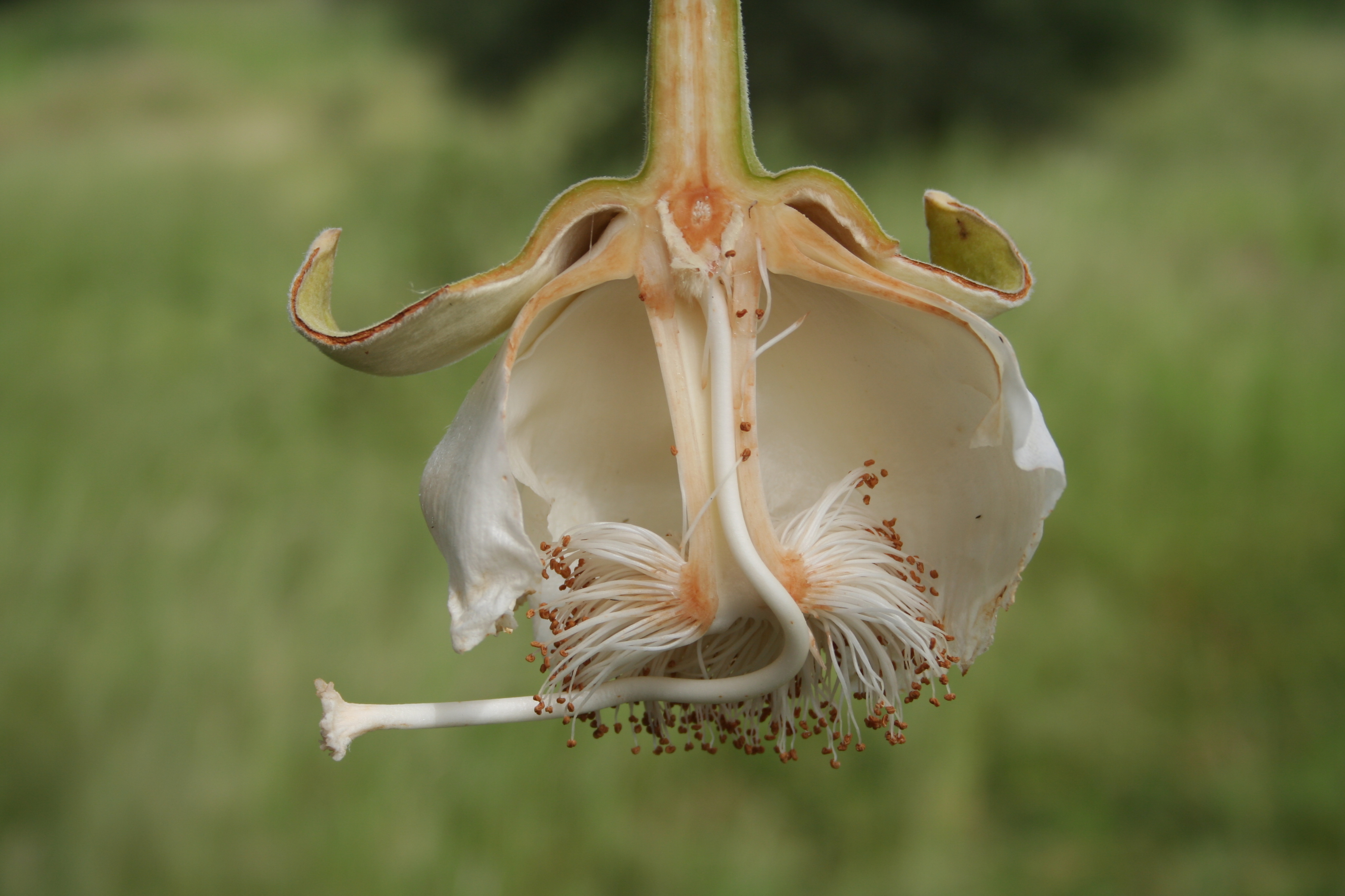 Adansonia digitata MS 6682