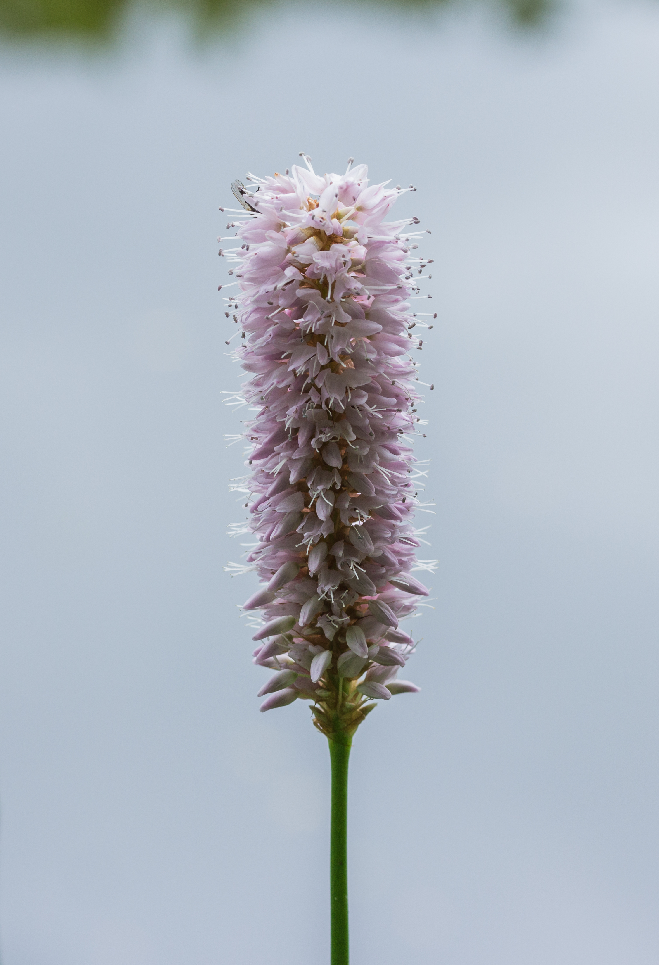 Adderwortel (Persicaria bistorta)