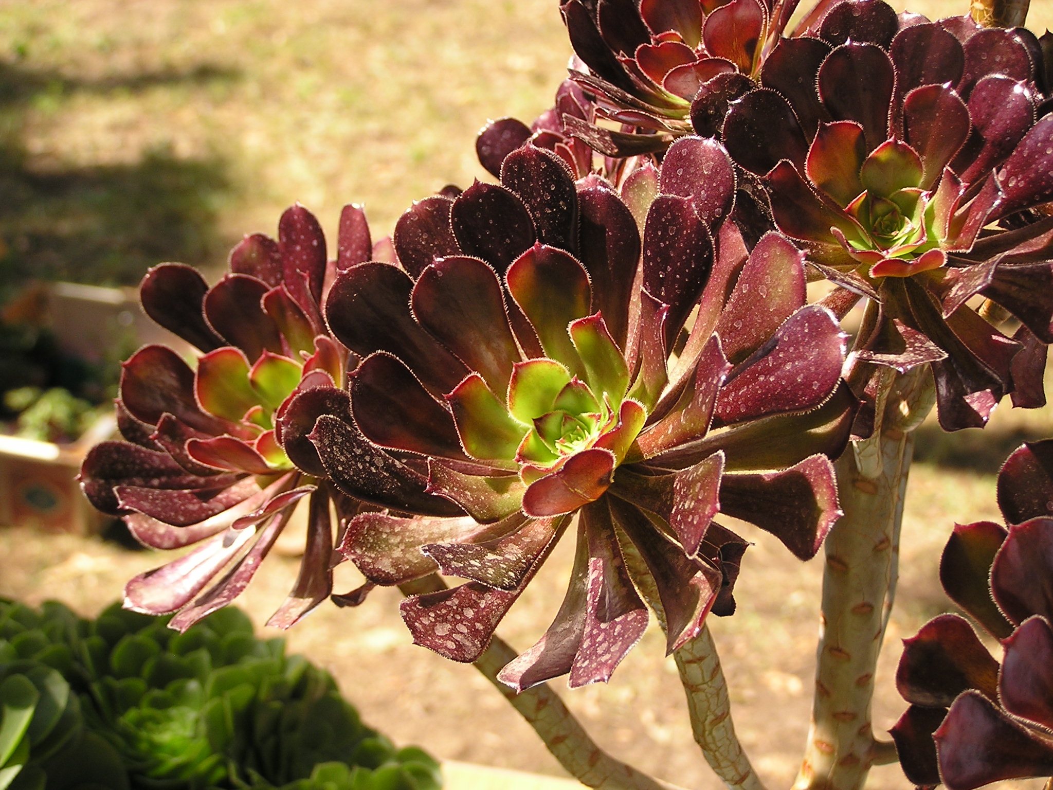 Aeonium arboreum on flowers exibition