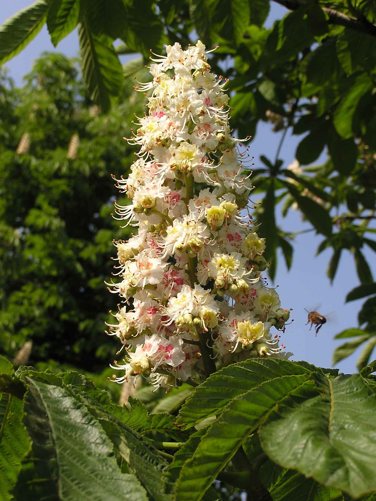 Aesculus hippocastanum flowers