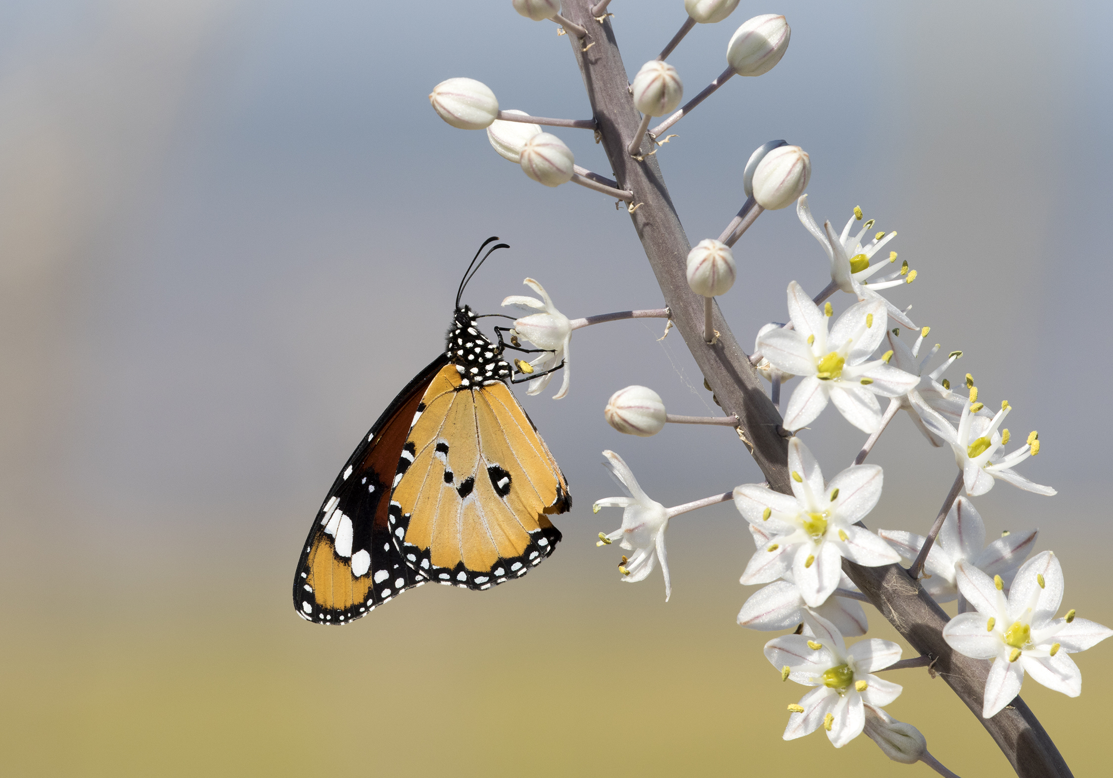 African Monarch - Danaus chrysippus 02-6