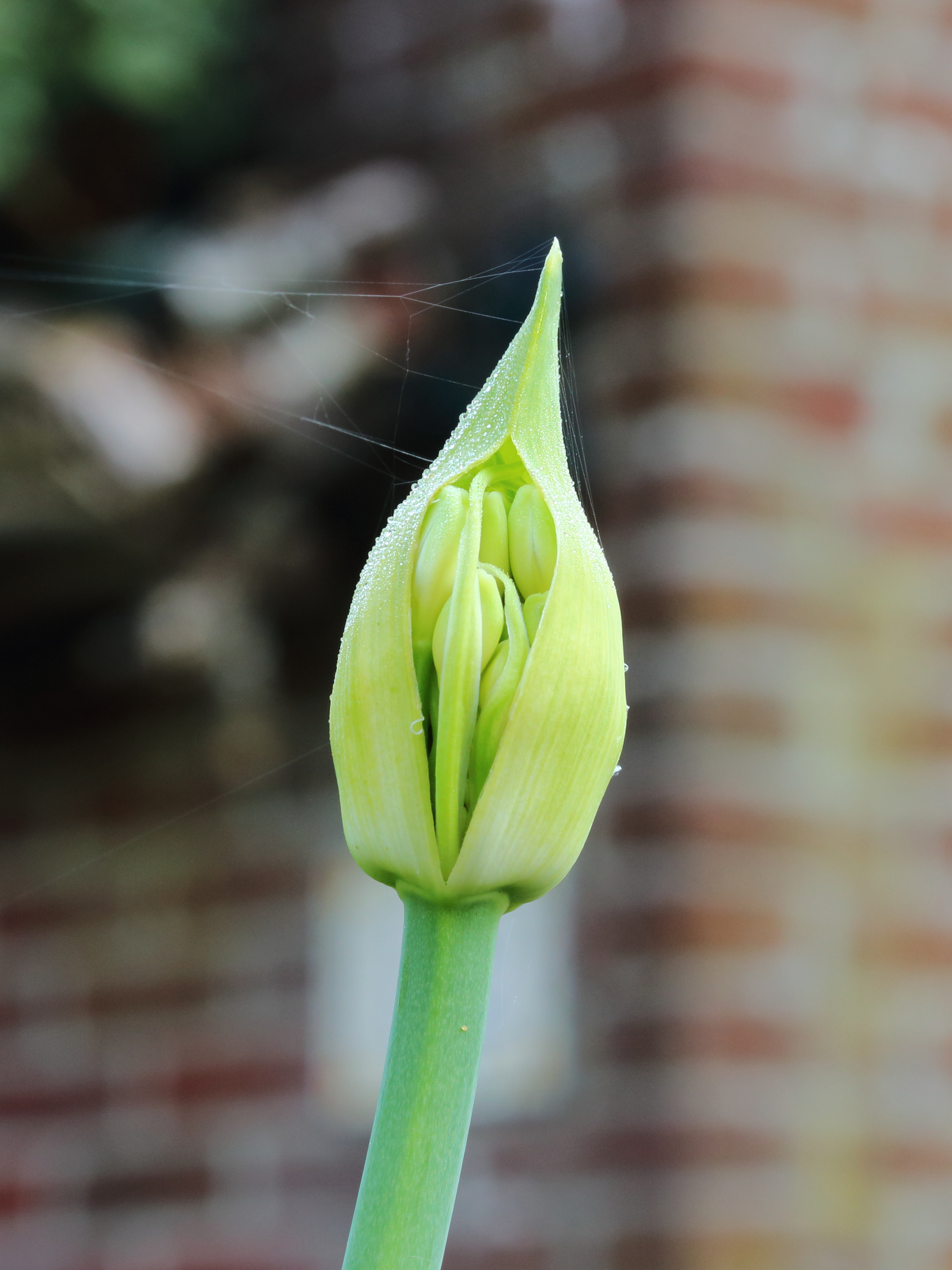 Agapanthus 02