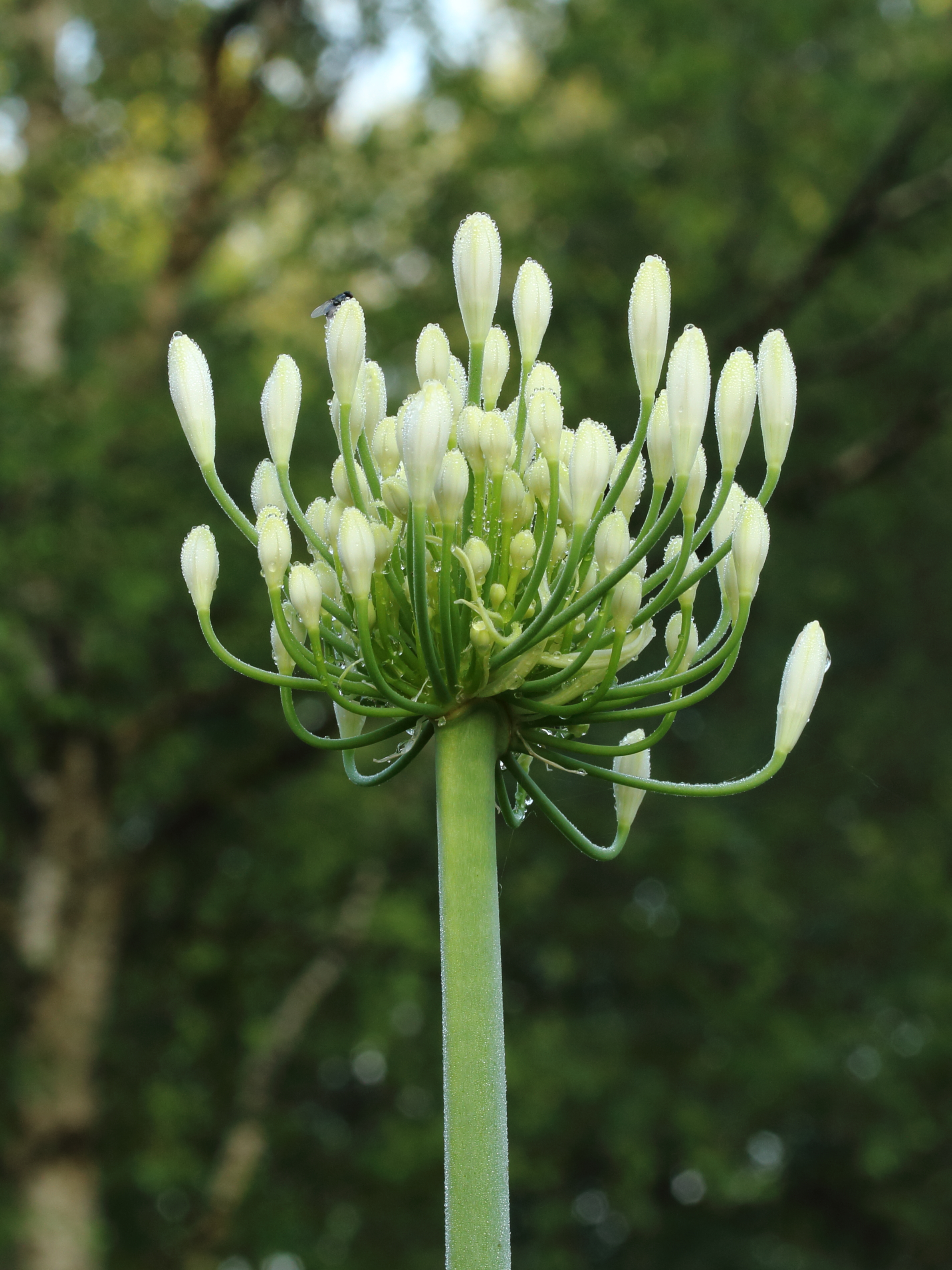 Agapanthus 04
