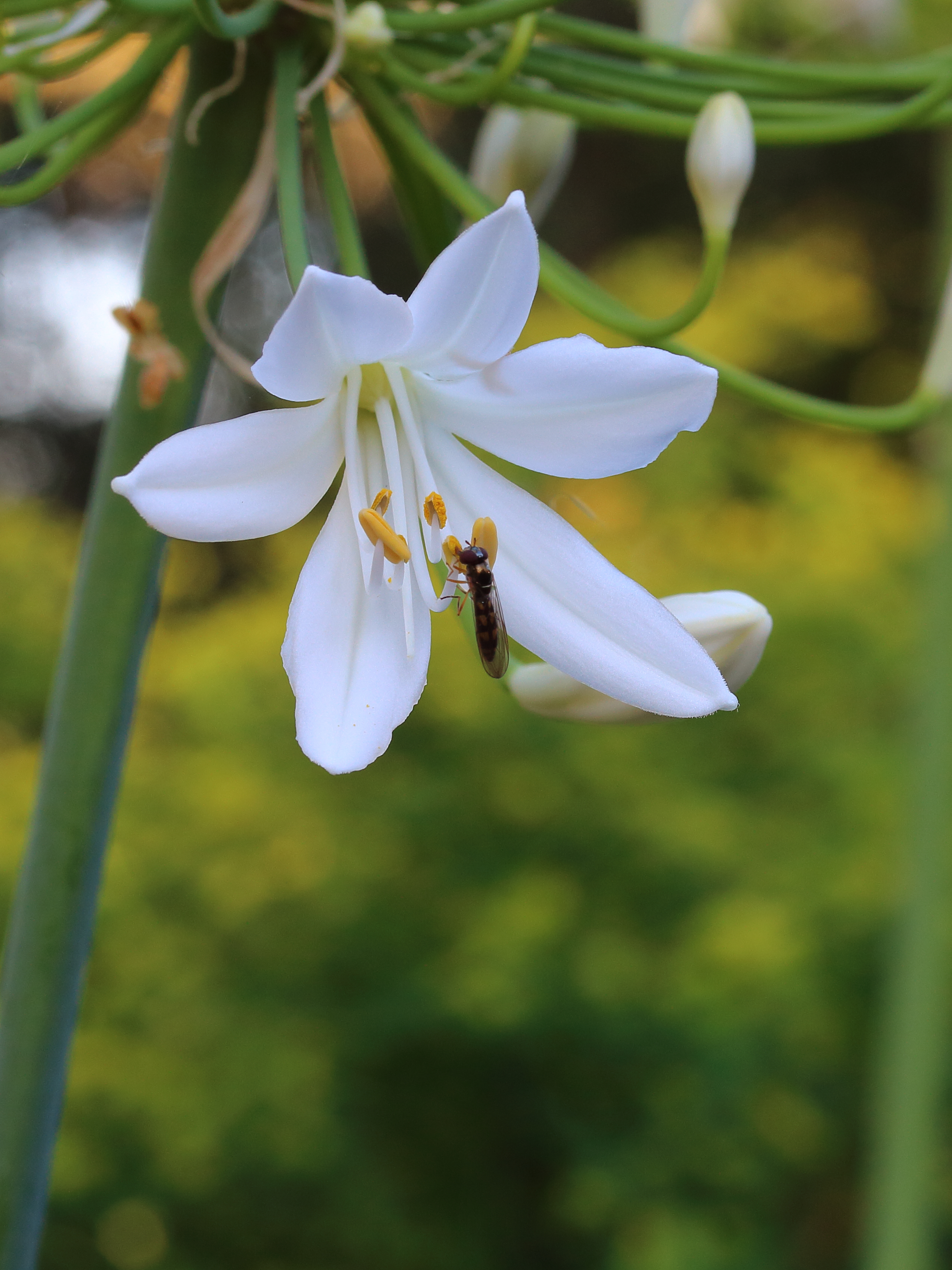 Agapanthus (bloem) 02