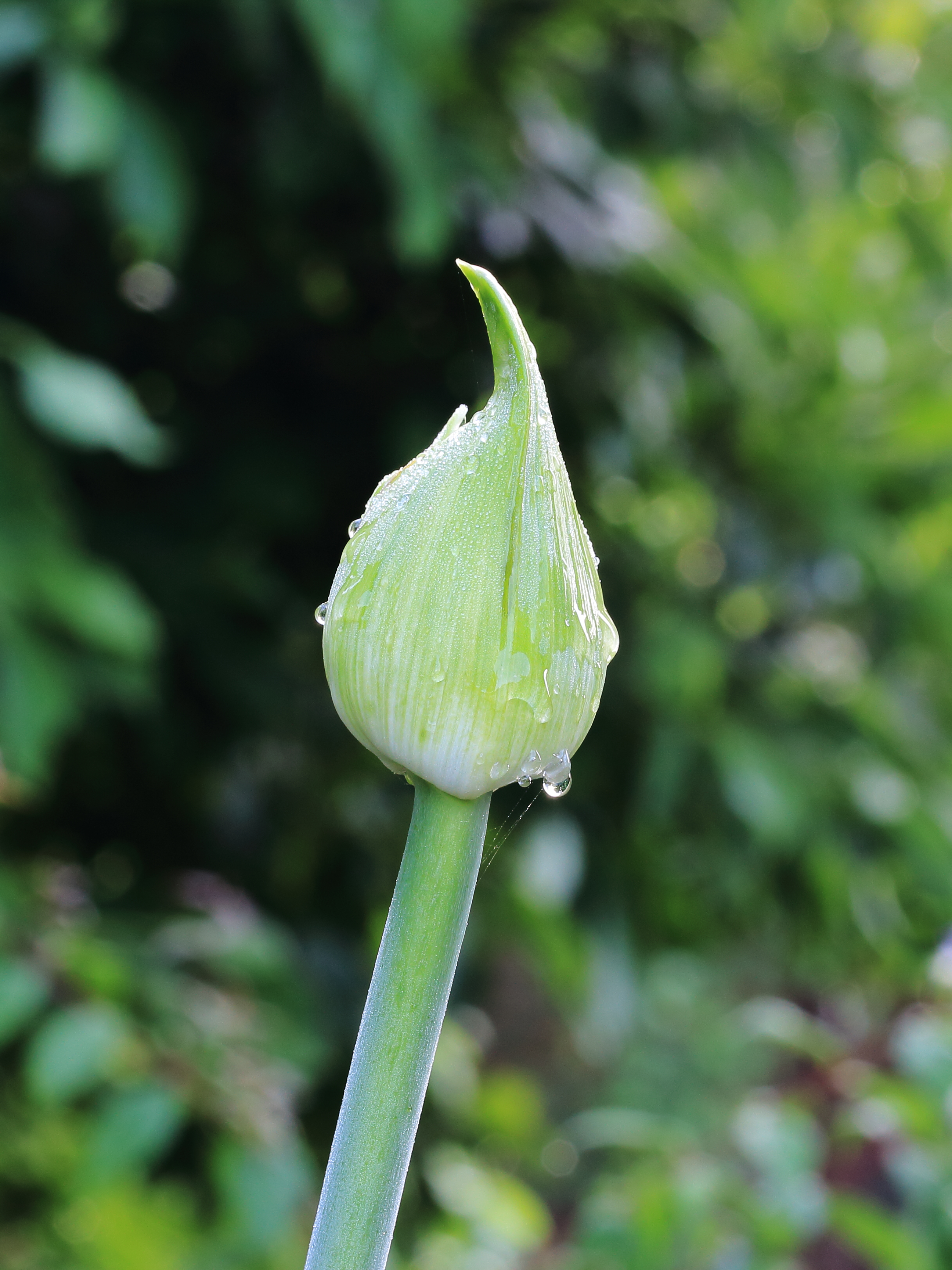 Agapanthus in knop