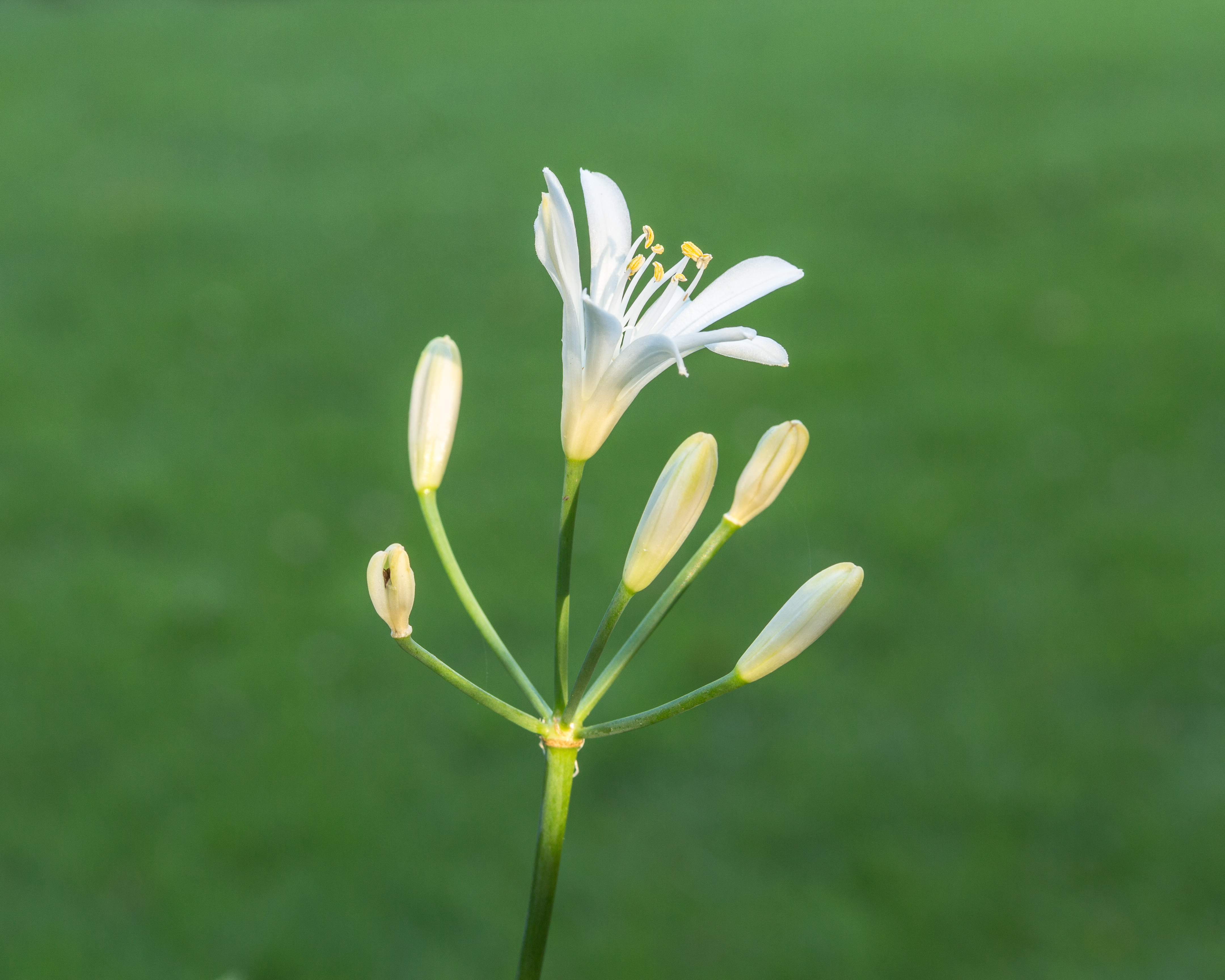 Agapanthus praecox Snow White. (d.j.b.) 02