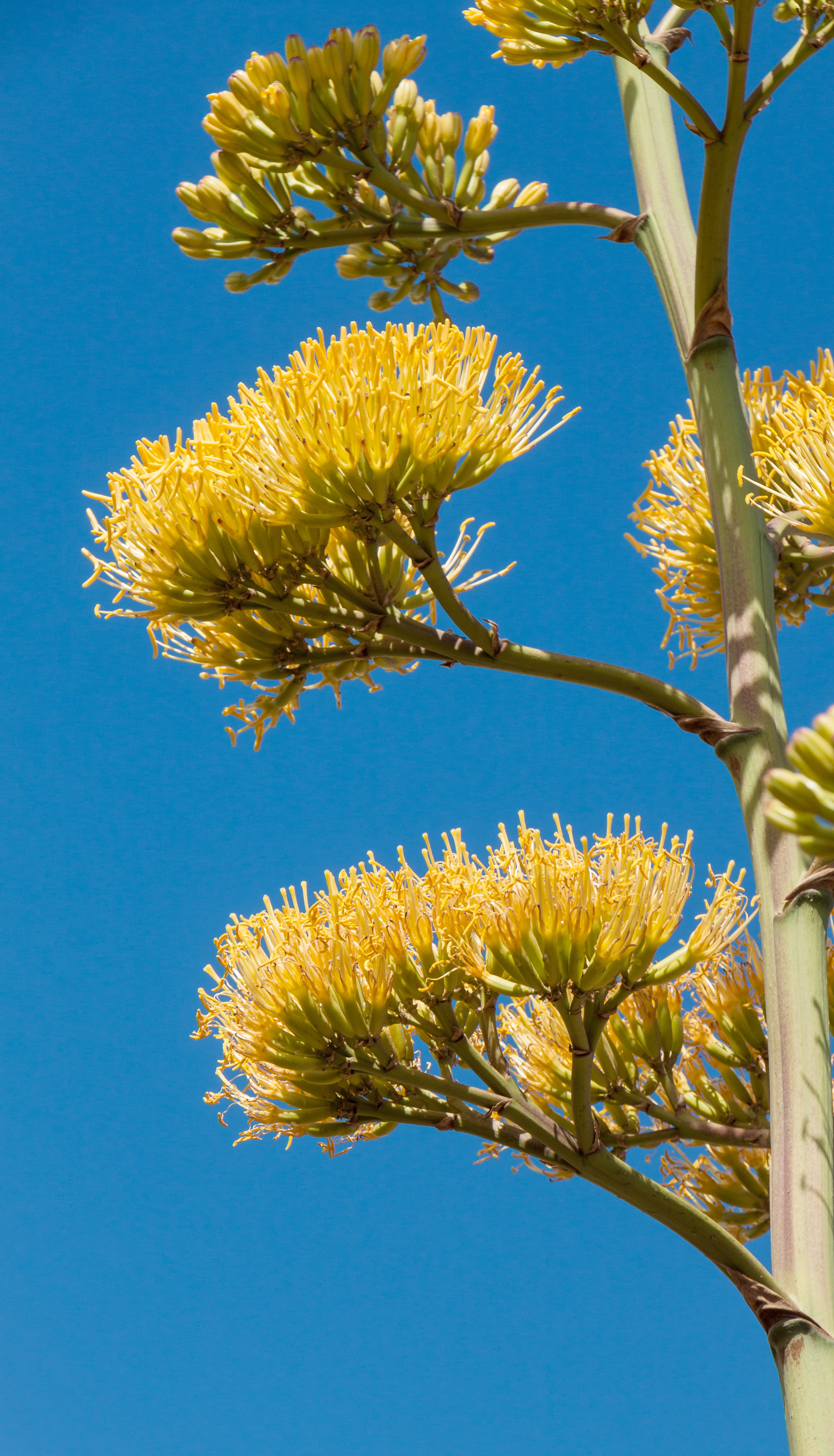 Agave americana 009