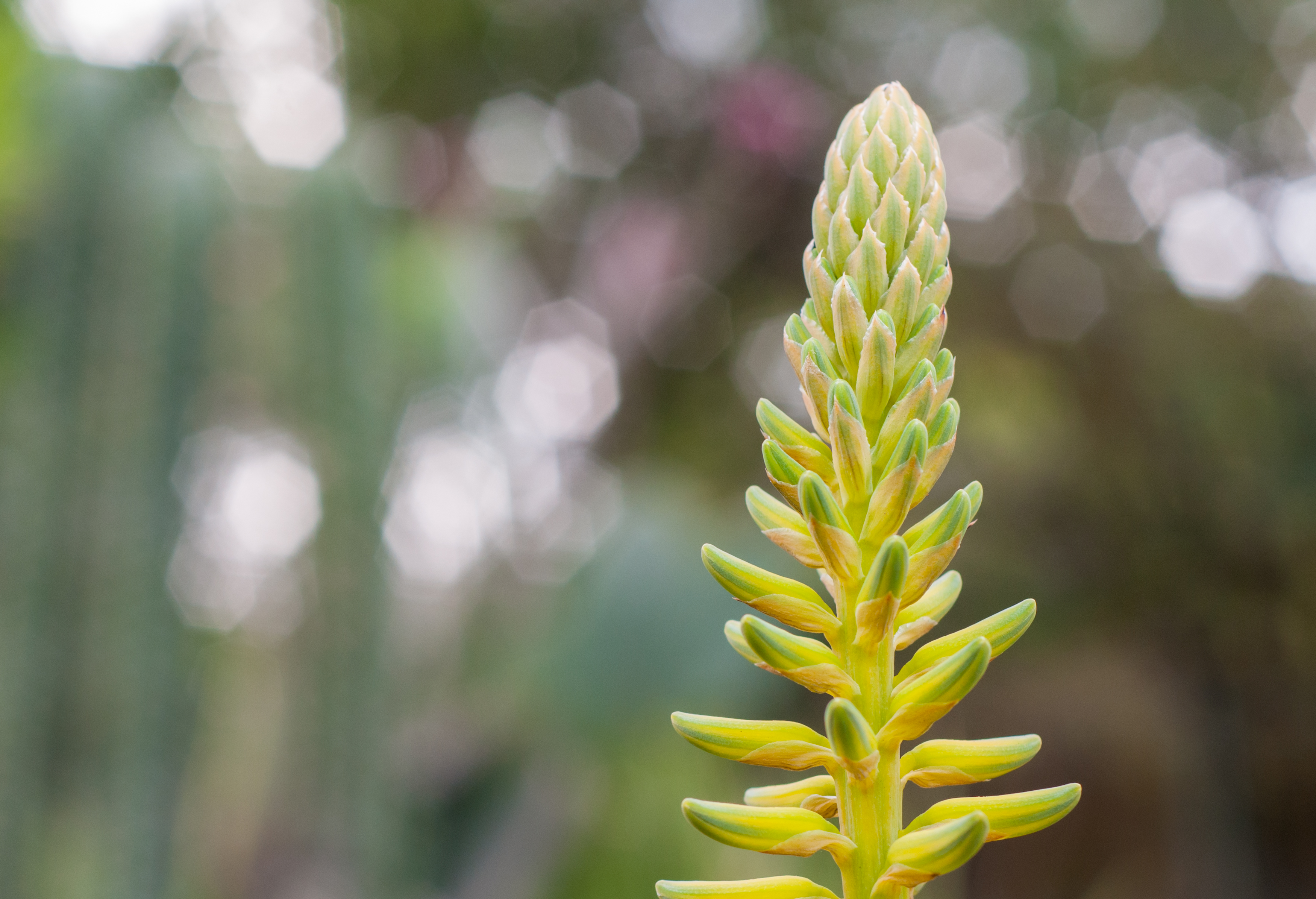 Agave Flower