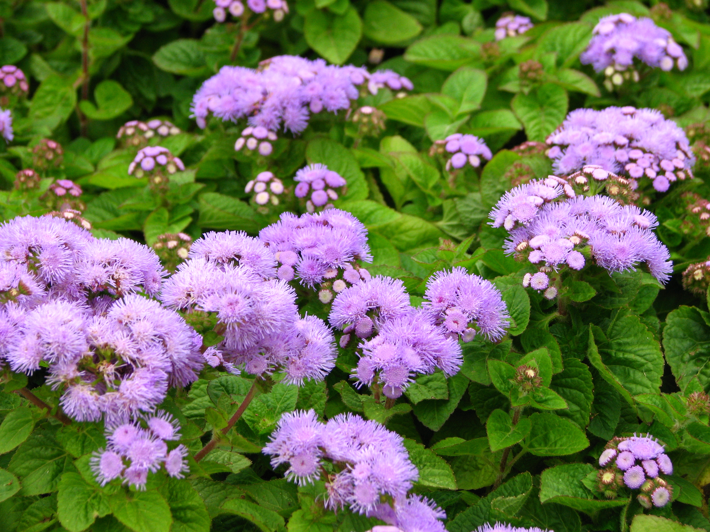 Ageratum houstonianum (in a flowerbed) 01