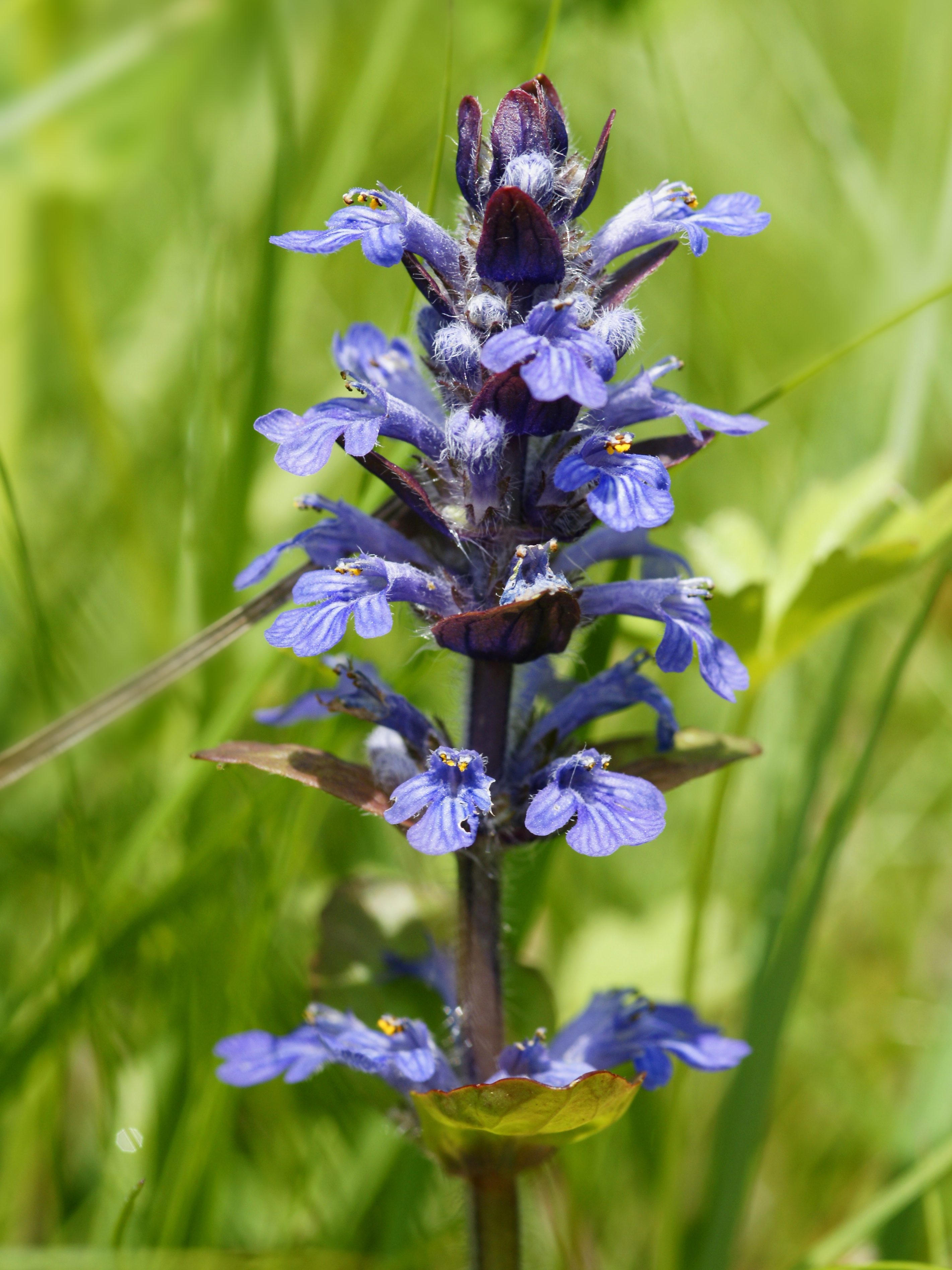 Ajuga reptans (flowers)