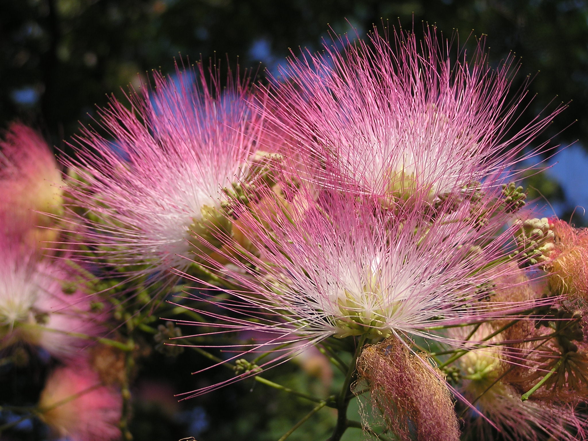 Albizia julibrissin Ab-02