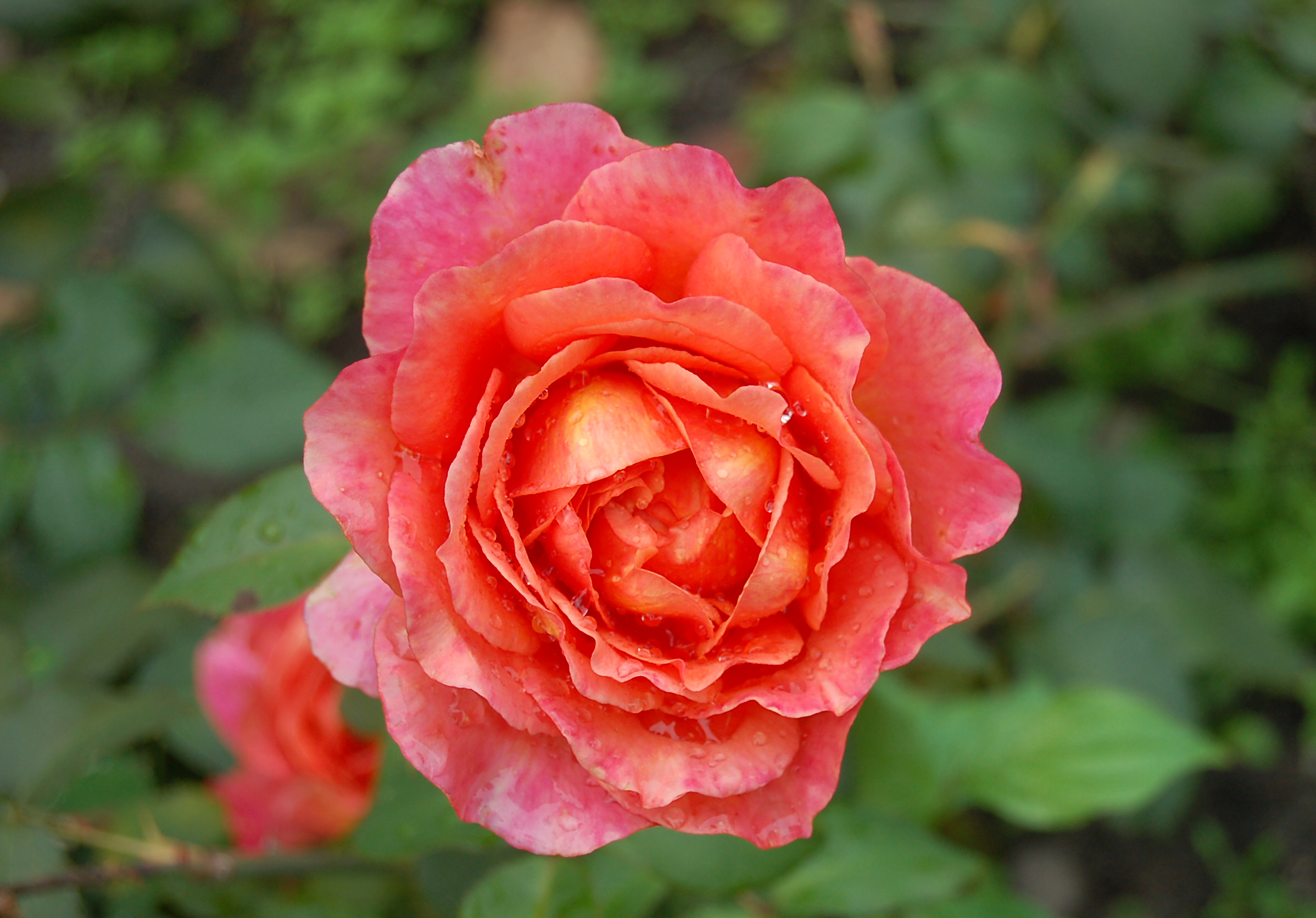 Albrecht-Dürer-Rose (Tantau 2002)
