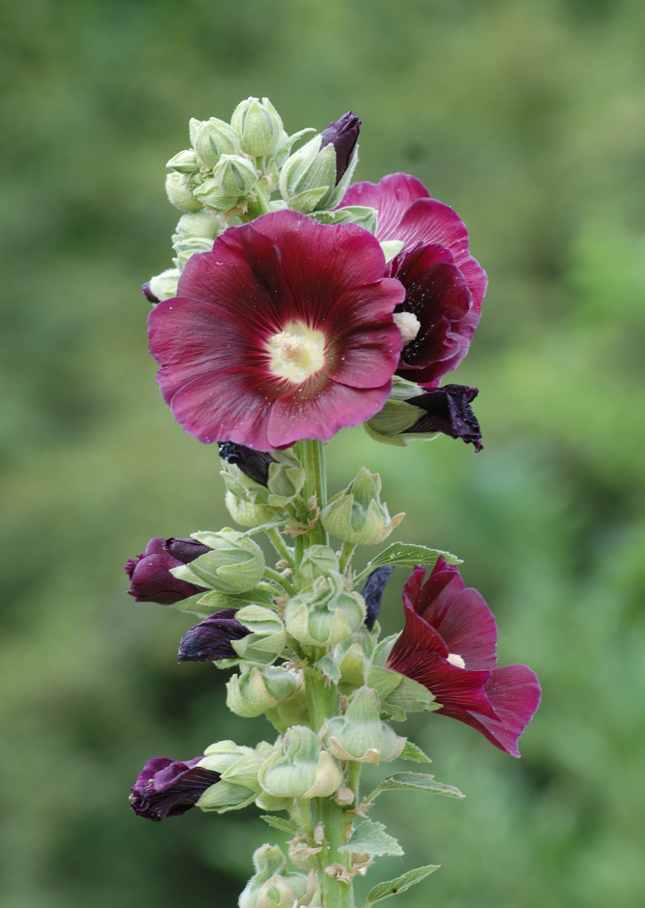 Alcea July 2011-2