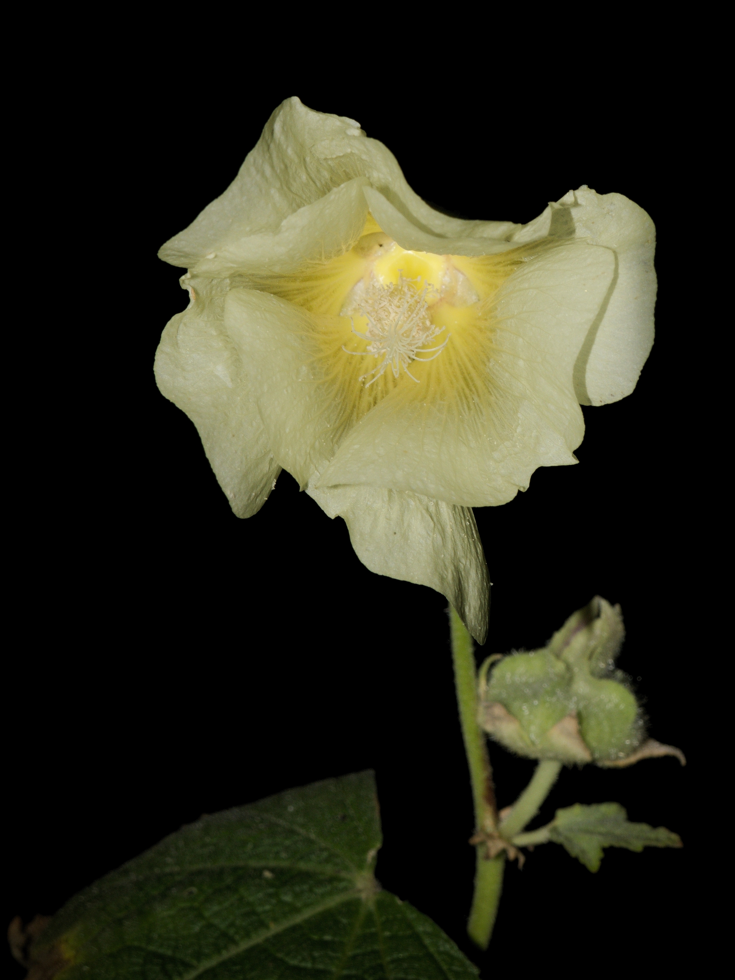Alcea rosea20170813 9543