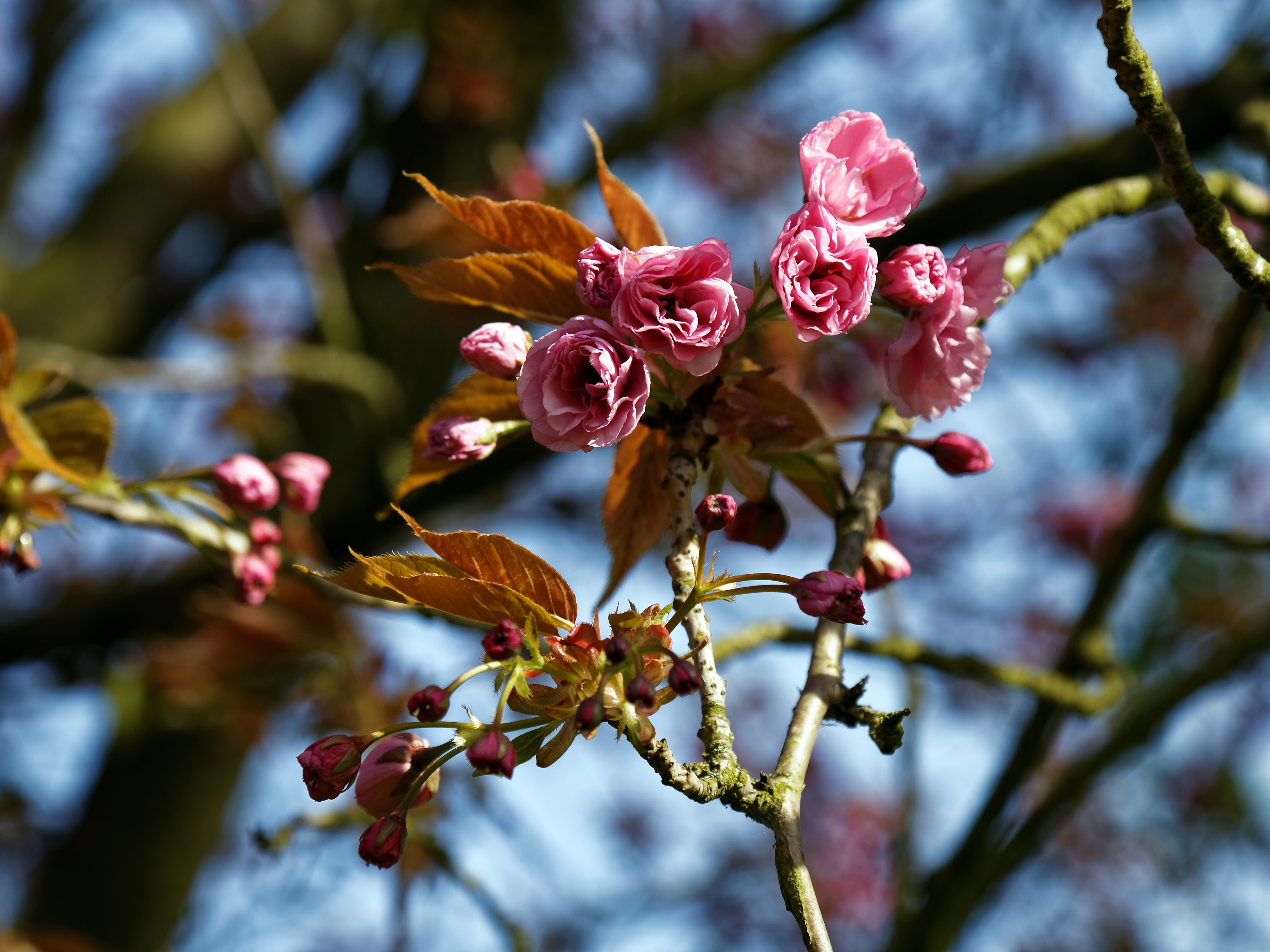 All Saints Church churchyard blossom High Laver Essex England 4