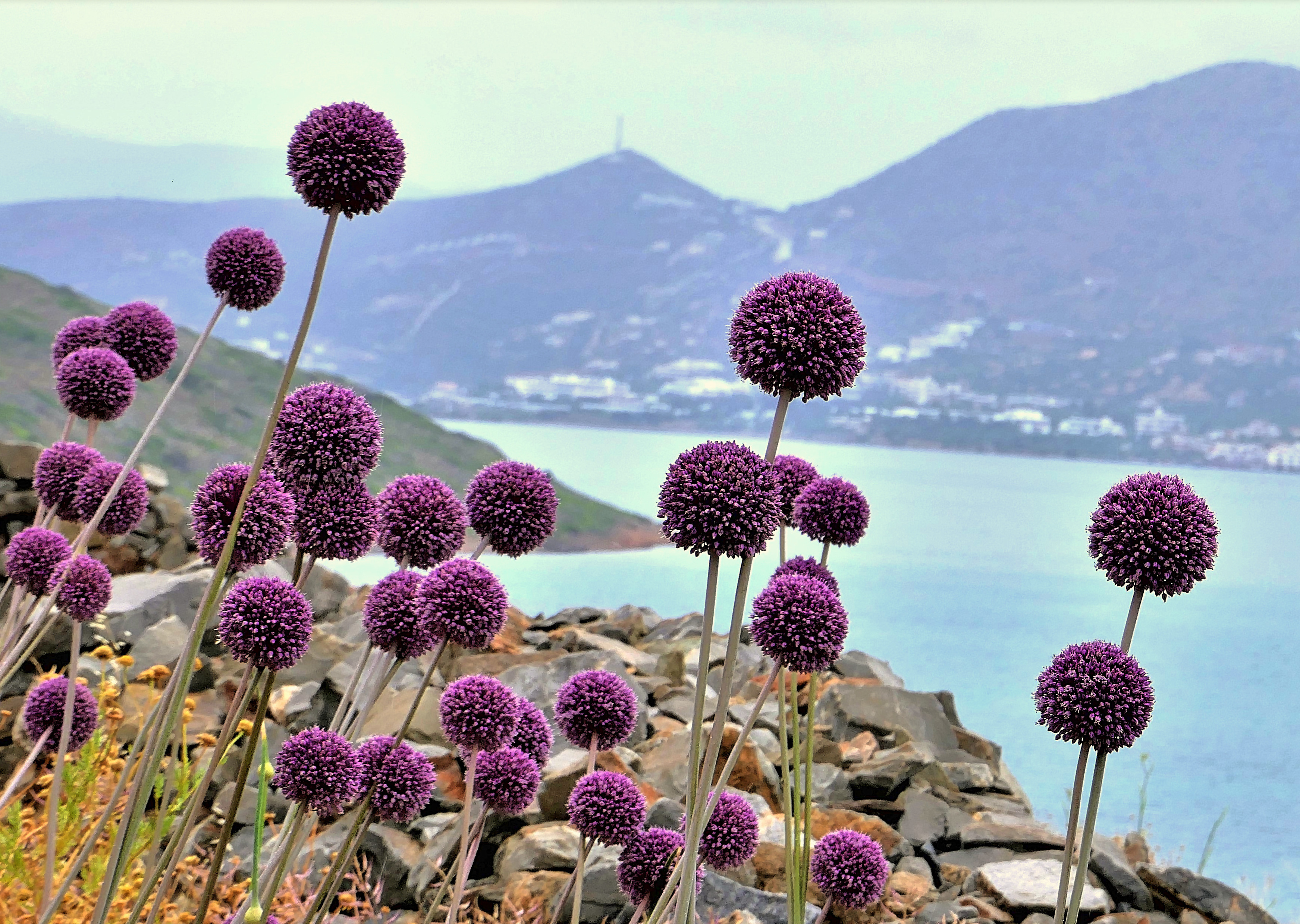Allium (25468102008)
