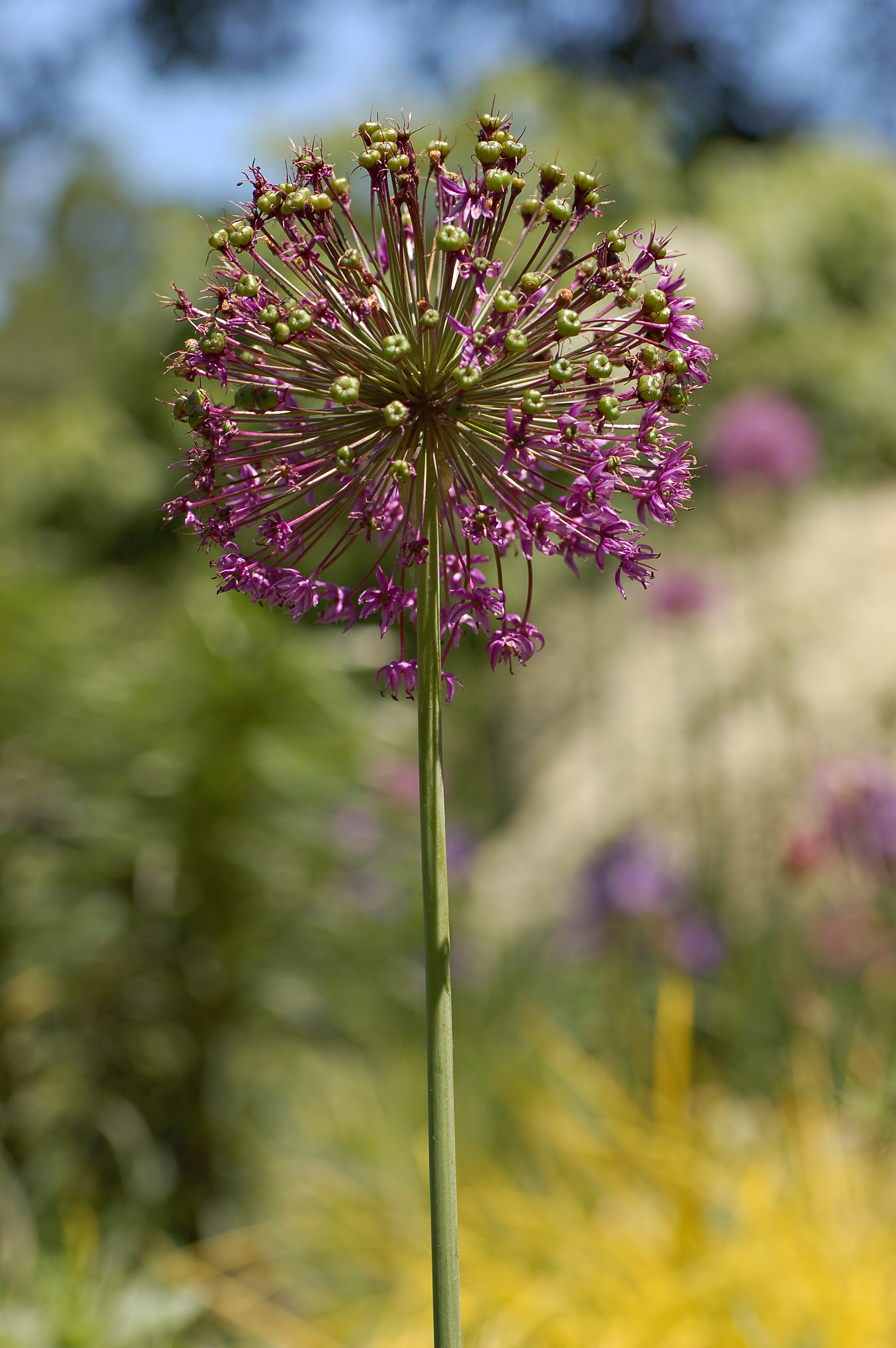 Allium cultivar Chanticleer Vertical