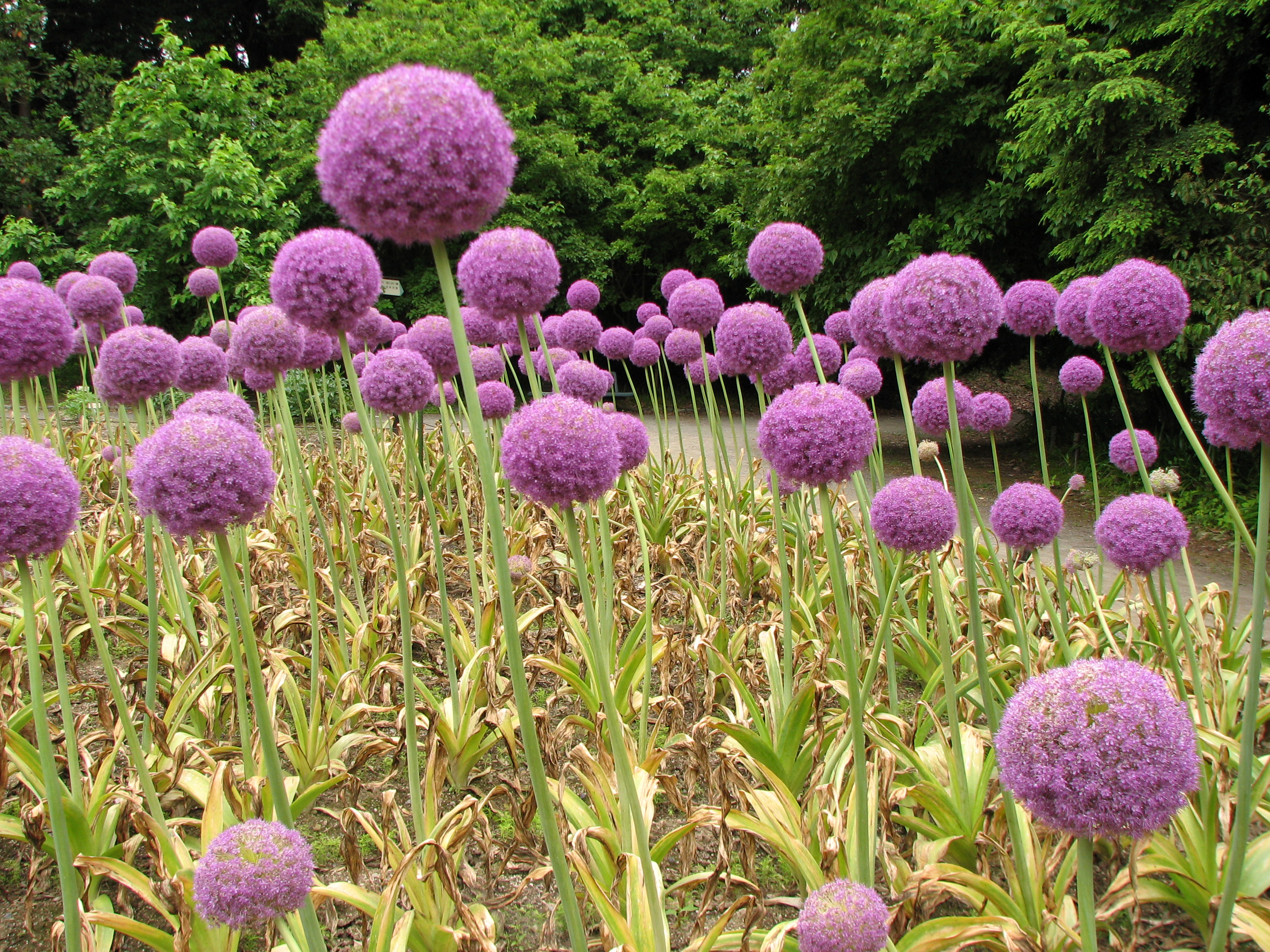 Allium Giganteum (4)
