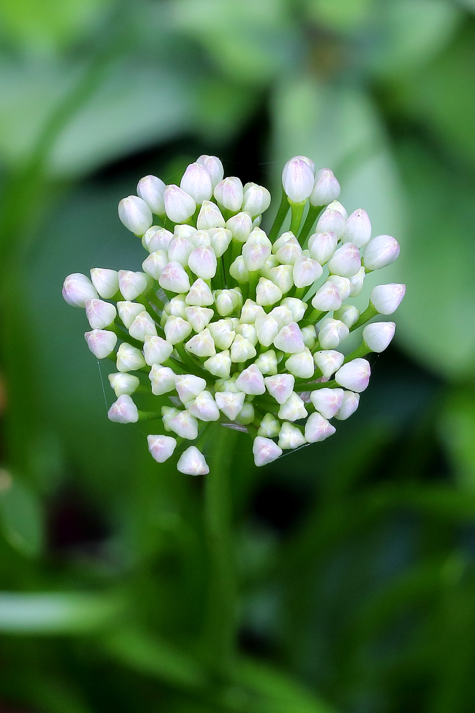 Allium senescens. Sierui. Bloemknoppen