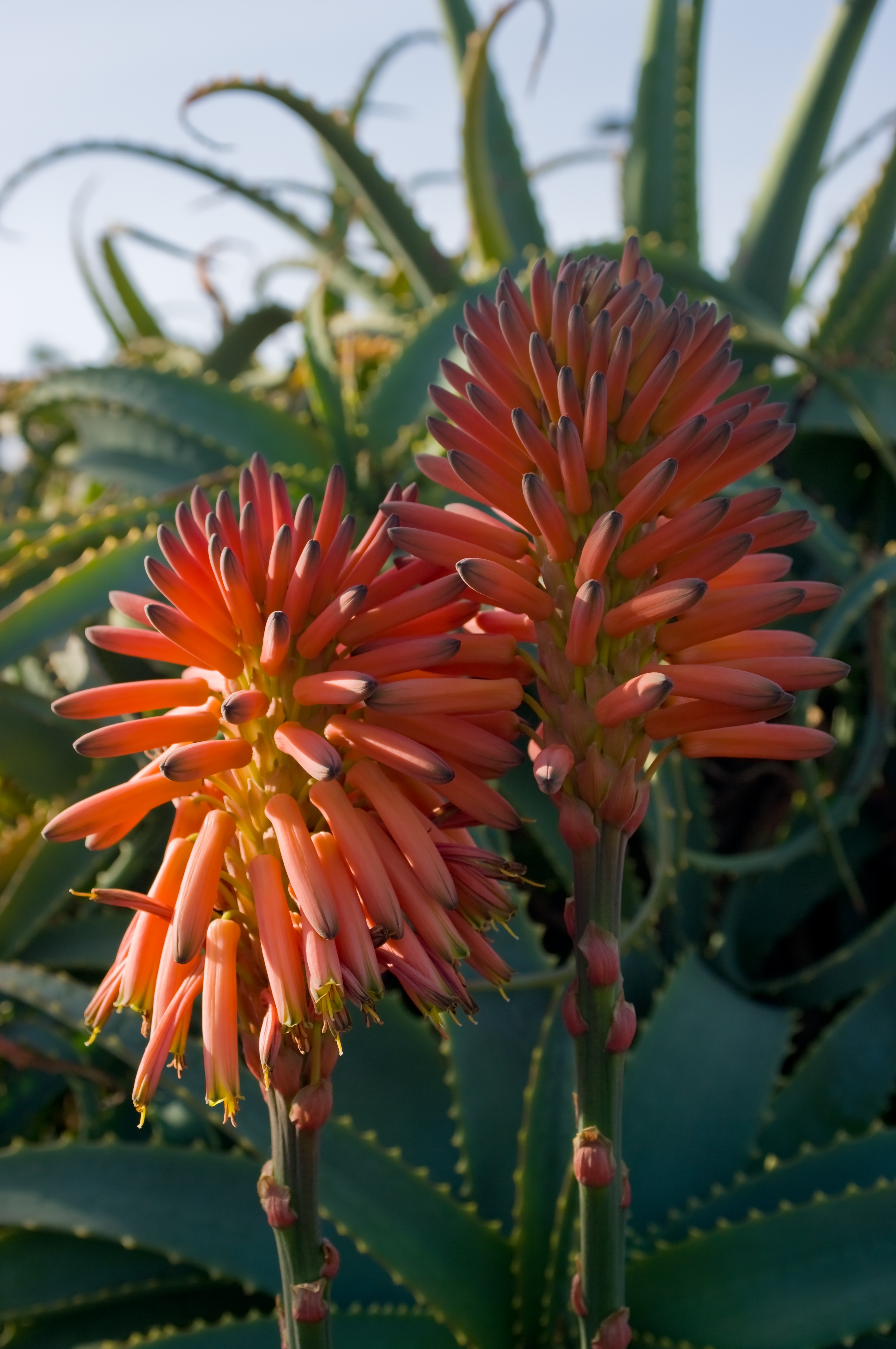 Aloe arborescens IMGP0225
