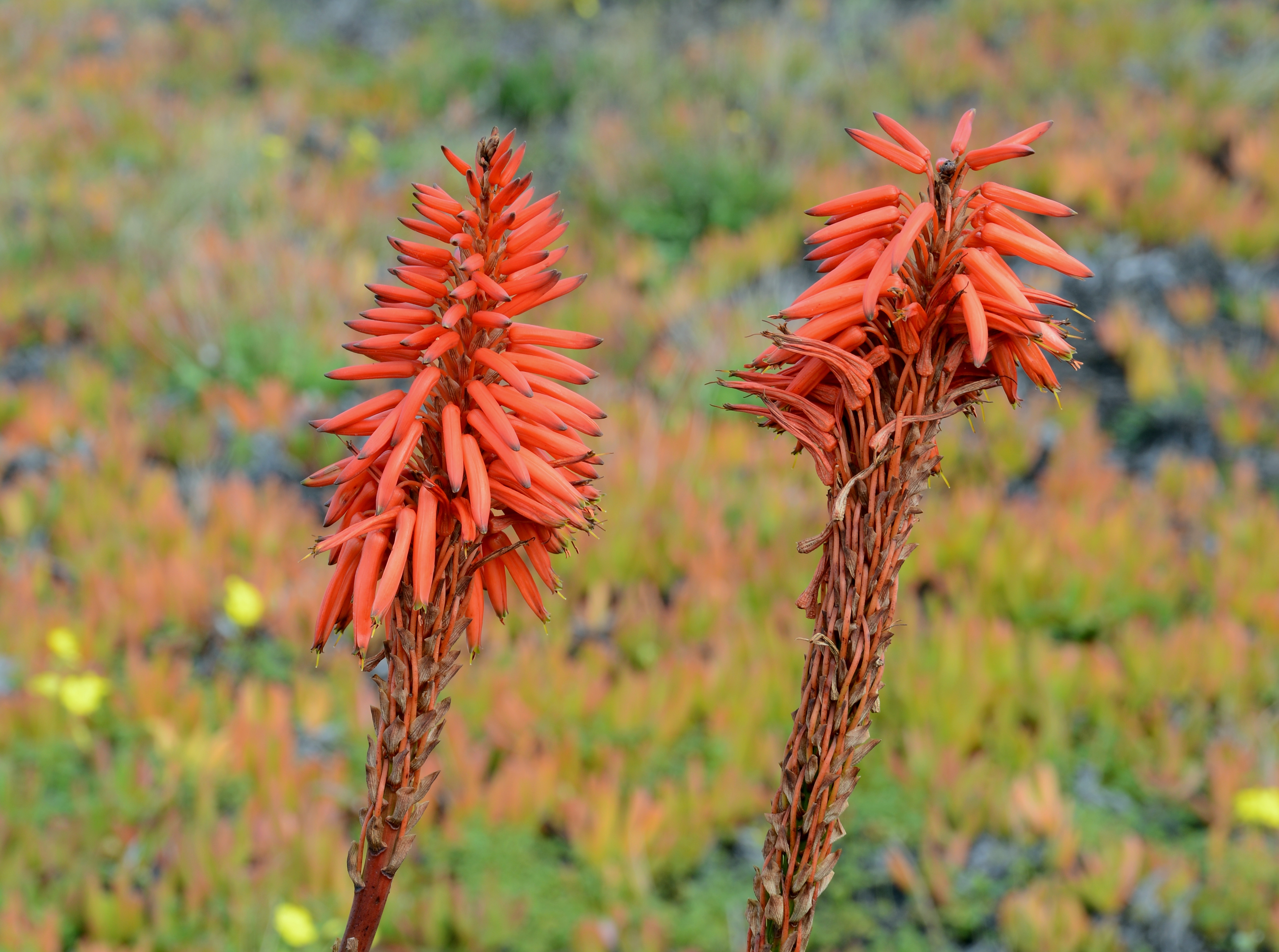 Aloe January 2016-1