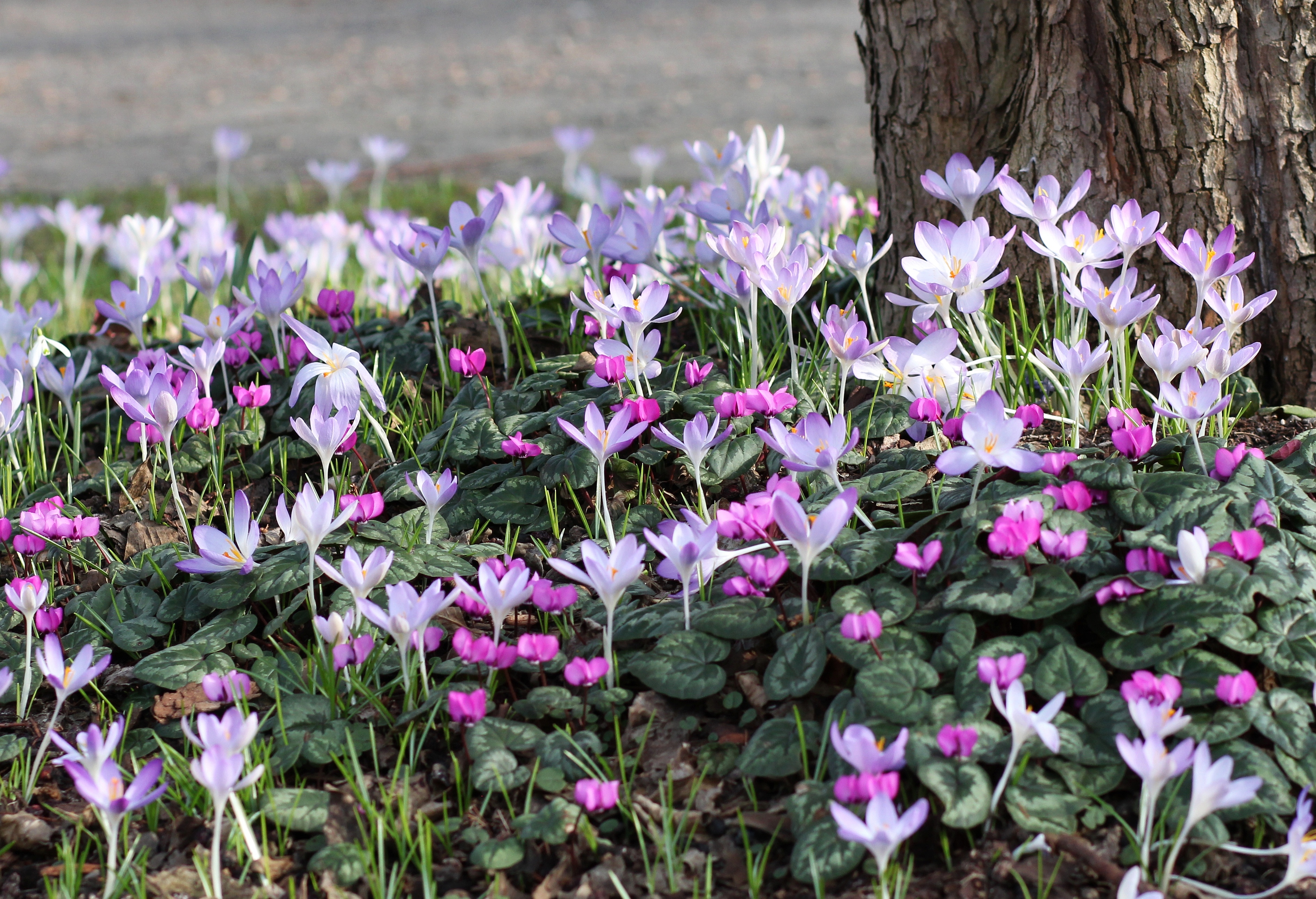 Alpenveilchen und Krokusse (12864143934)