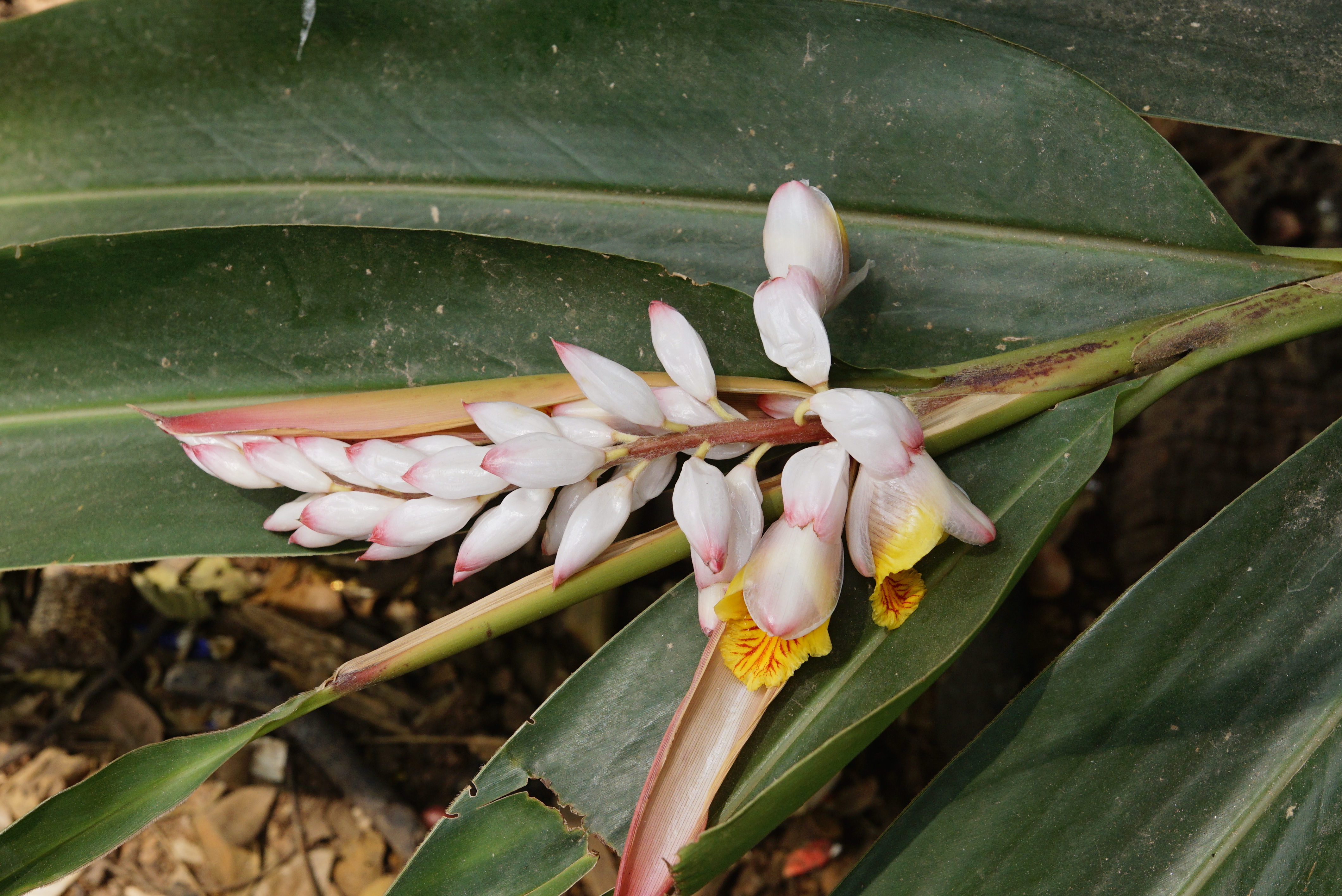 Alpinia galanga 2980