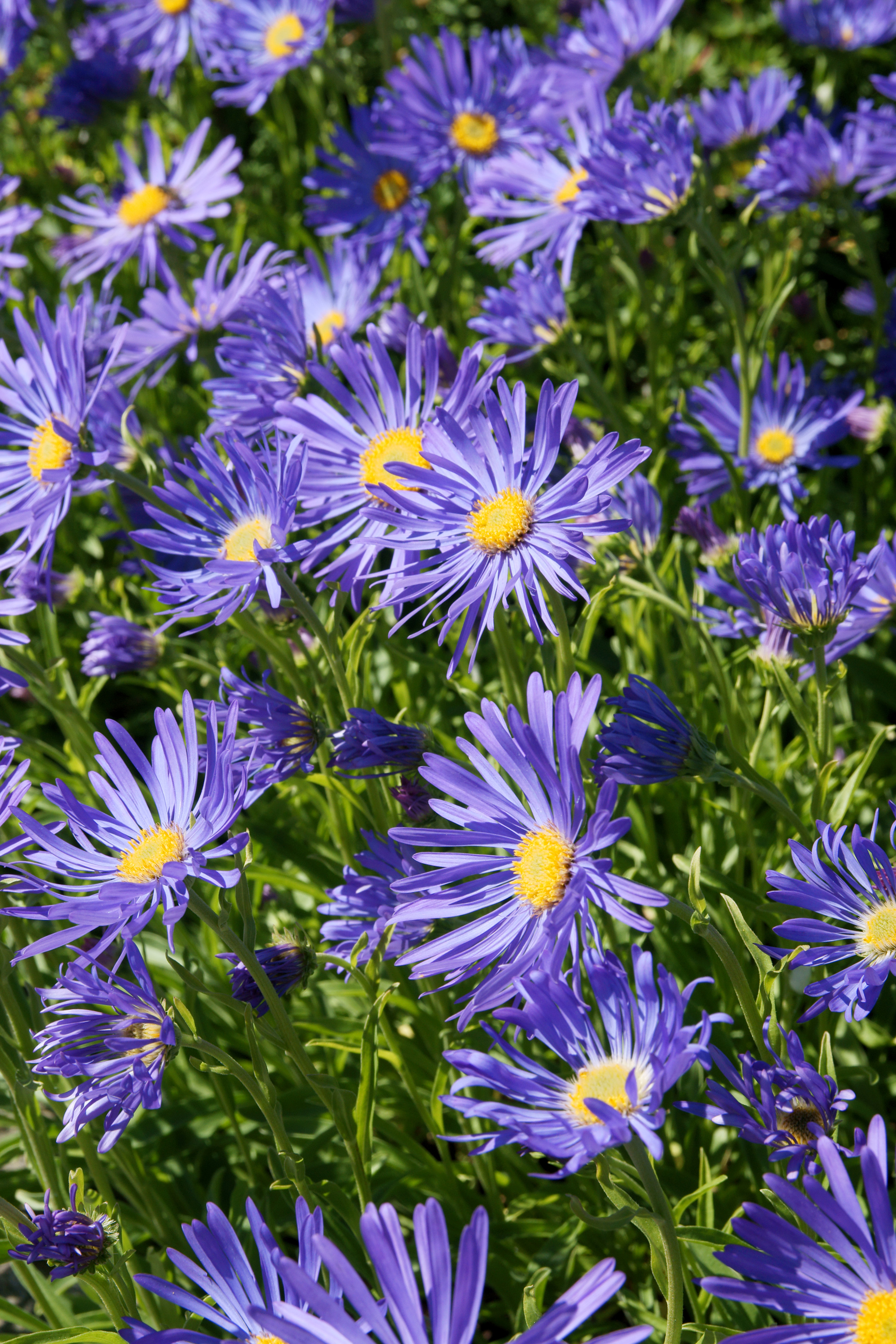 Alppiasteri 1