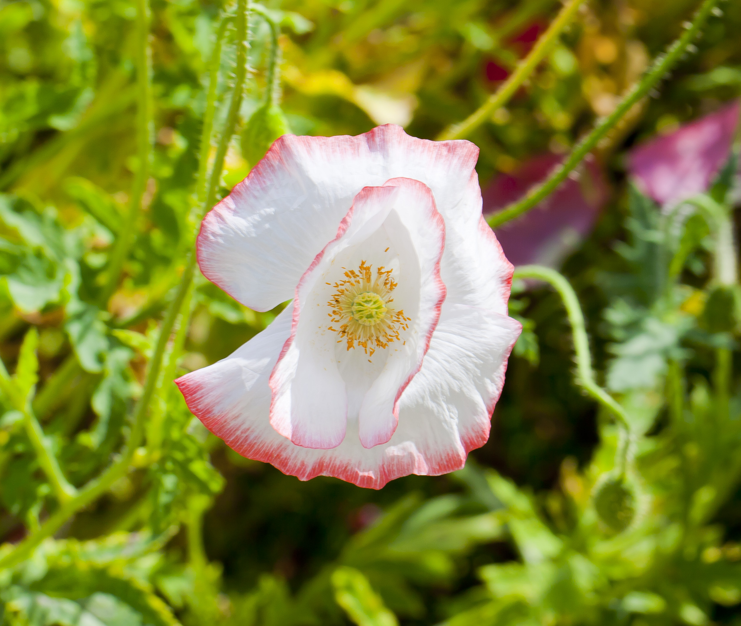 Amapola (Papaver rhoeas), centro de Tallinn, Estonia, 2012-08-05, DD 01