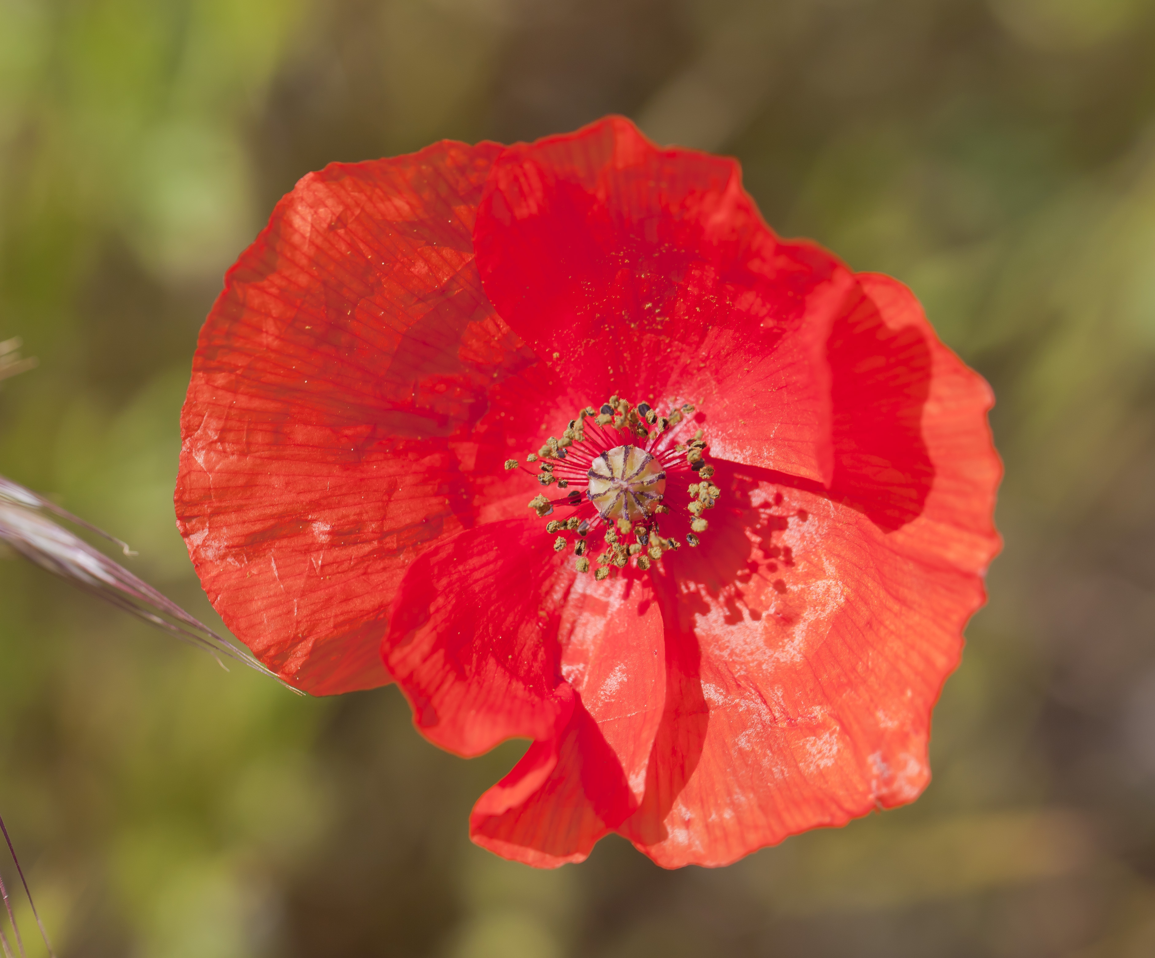 Amapola (Papaver rhoeas), Huérmeda, España 2012-05-16, DD 10