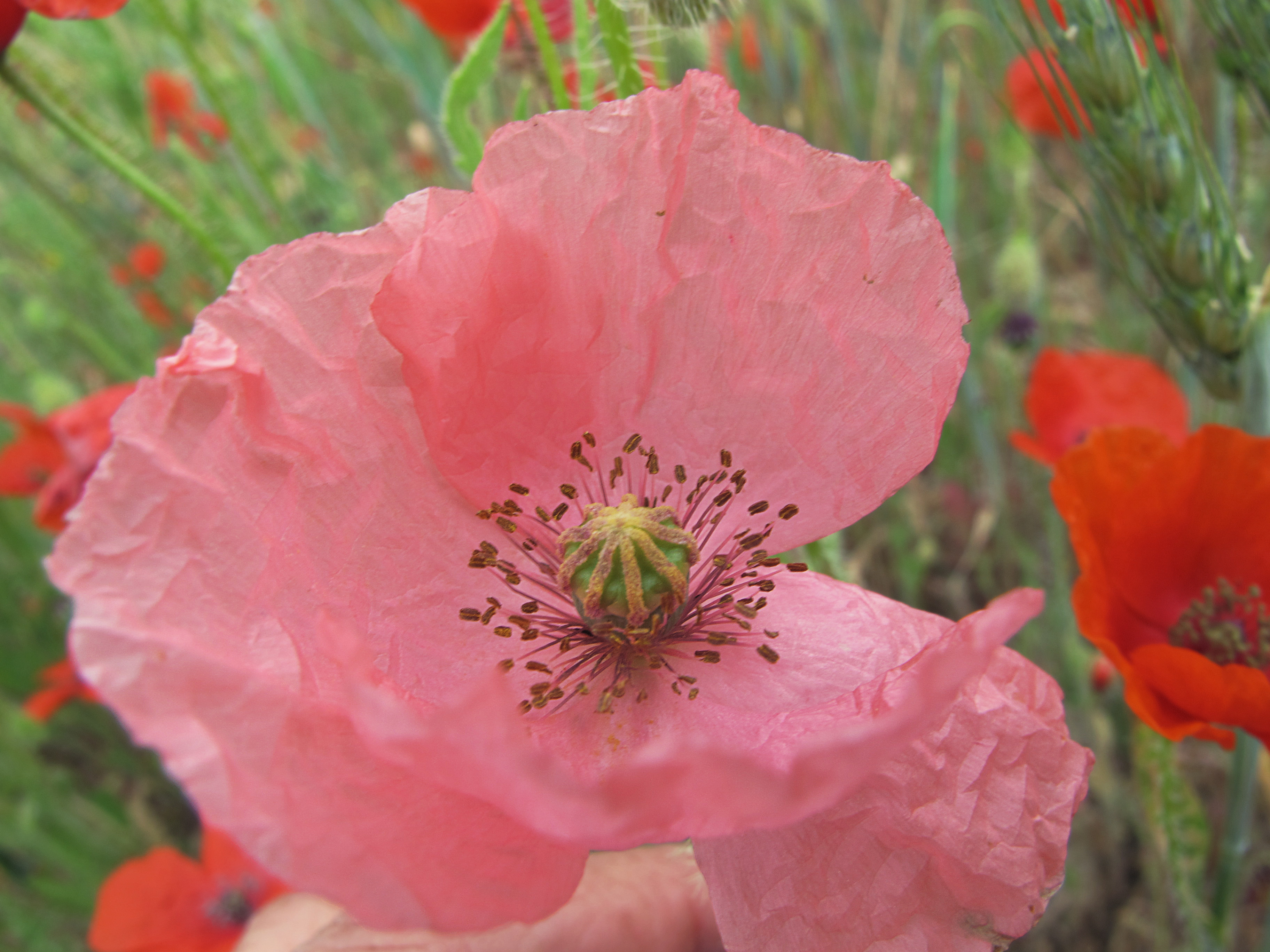 Amapola en rosa (14518264105)