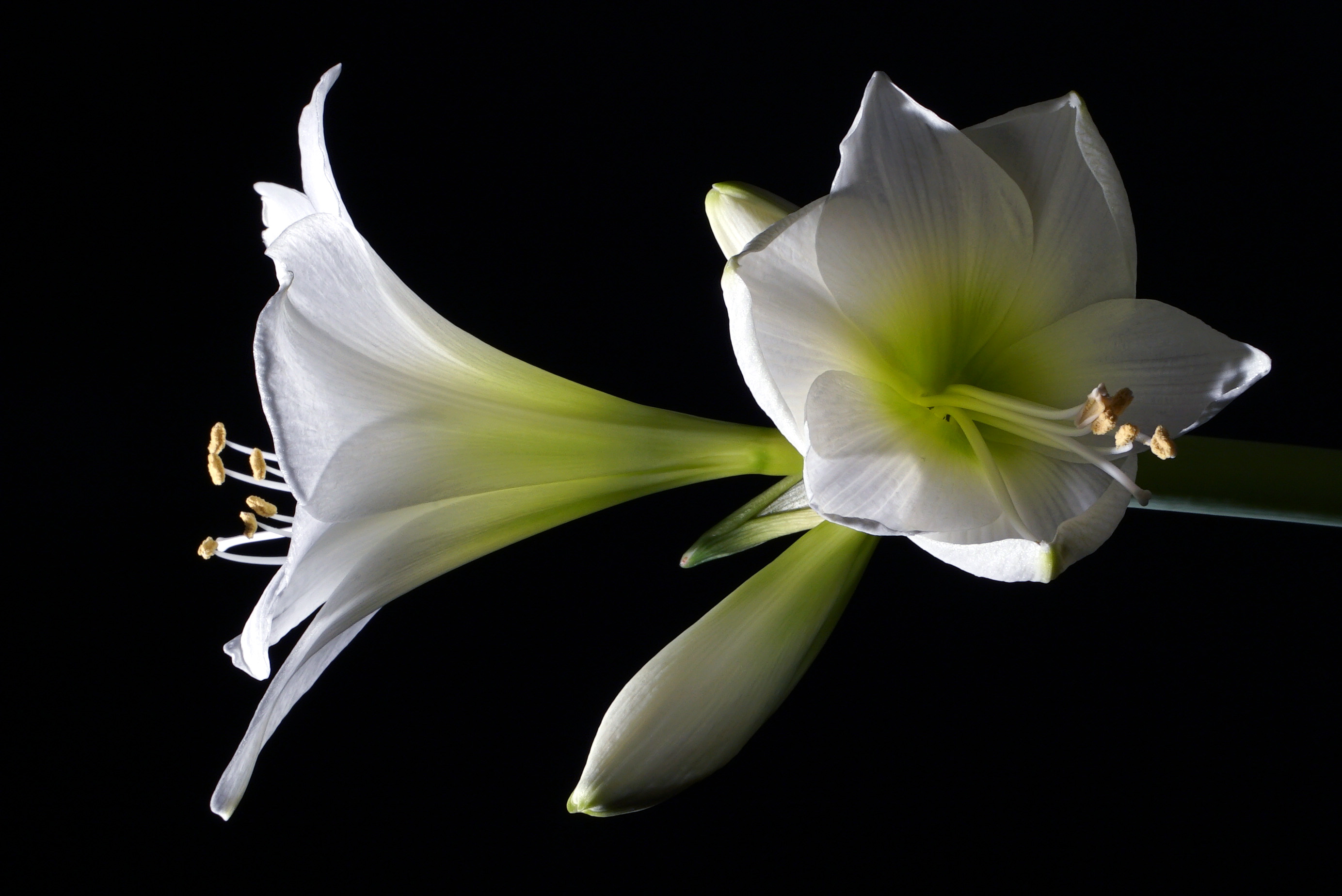 Amaryllis (Hippeastrum)