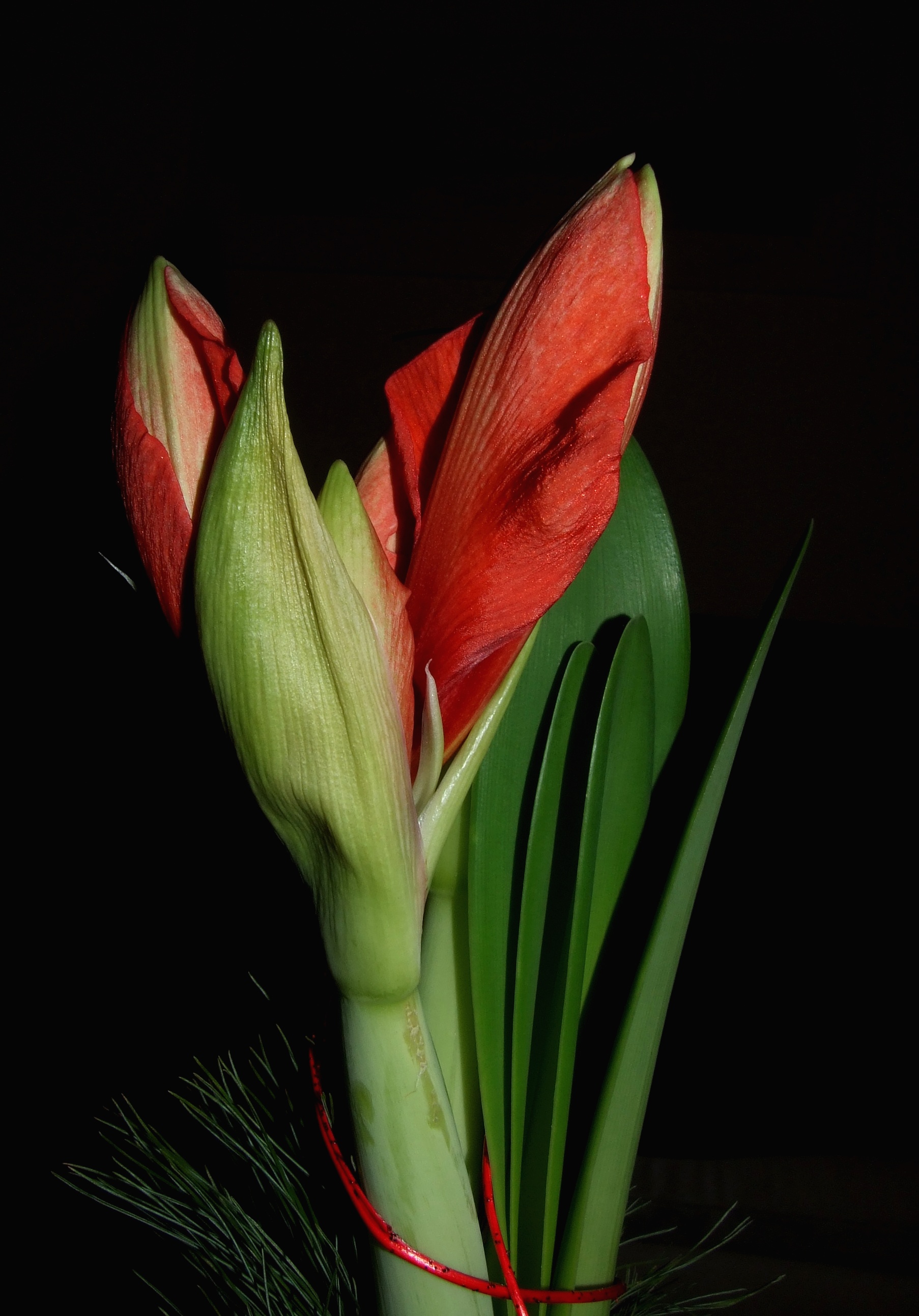 Amaryllis hippeastrum flowers closed