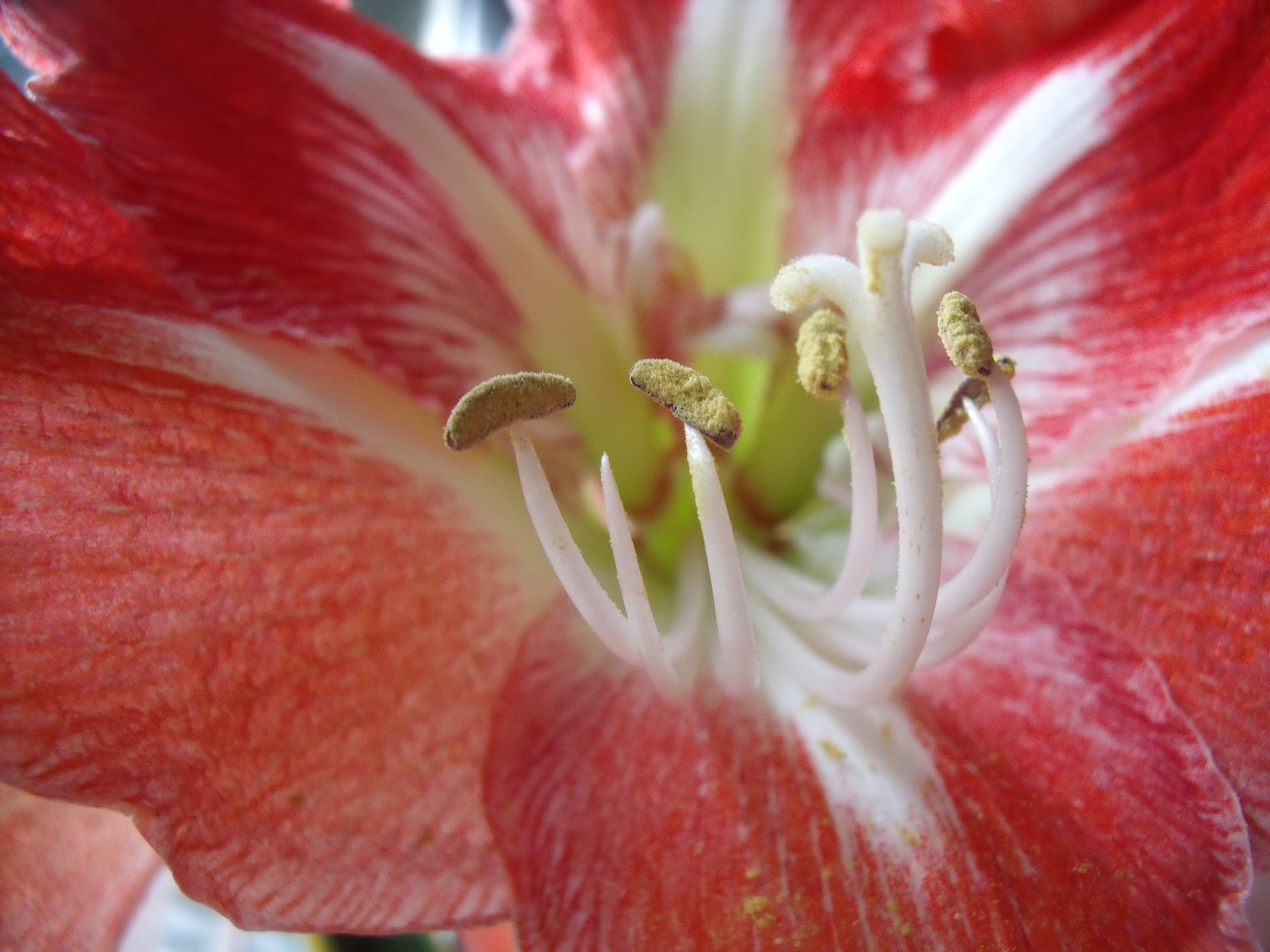 Amaryllis Superstar