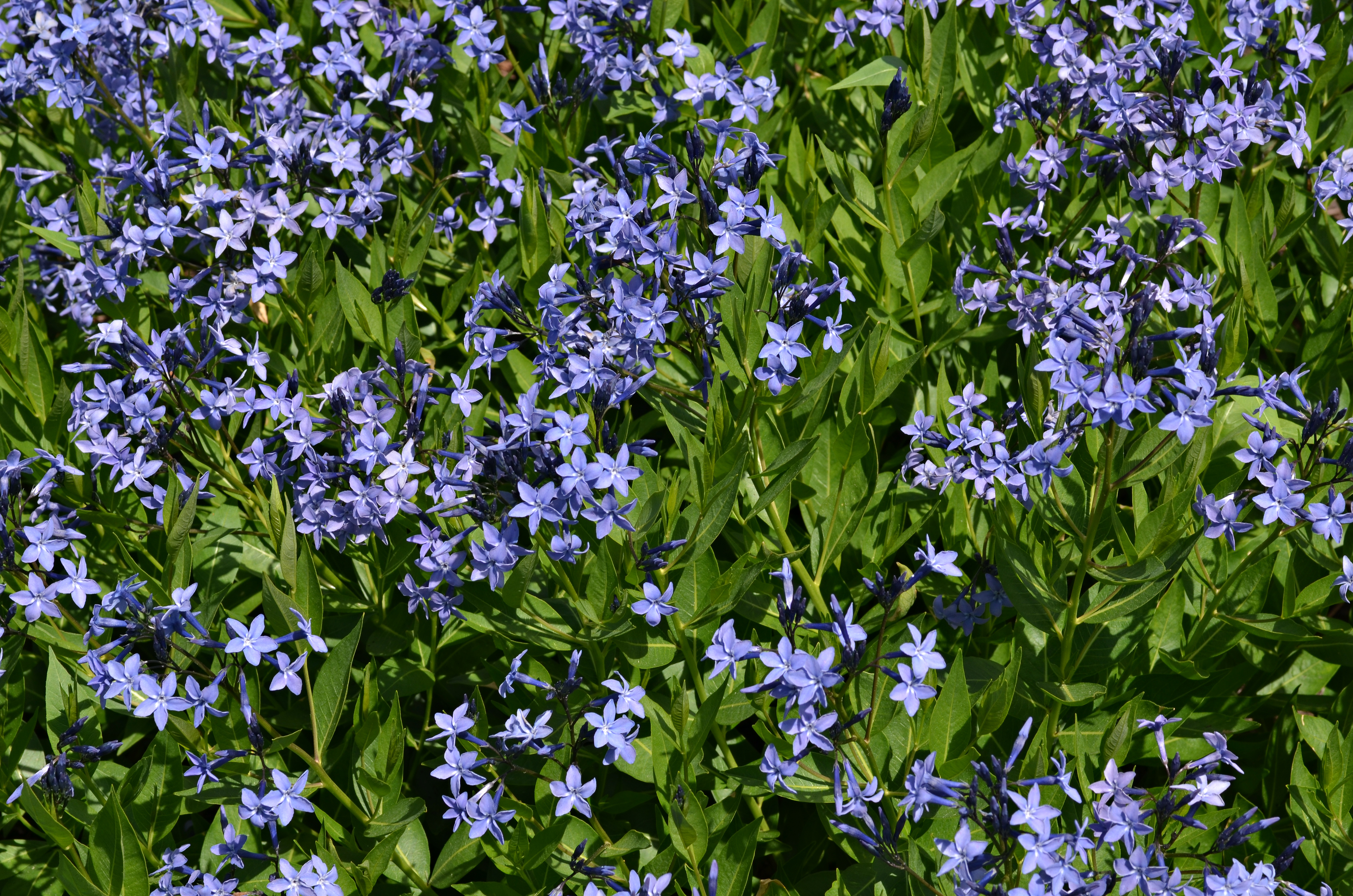 Amsonia 'Blue Ice' Flower Mass